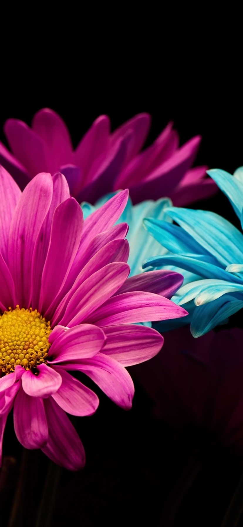 Wallpaper Pink And Blue Petals Daisy, Black Background - Tapeta Na Pulpit Ciemna Kwiaty , HD Wallpaper & Backgrounds