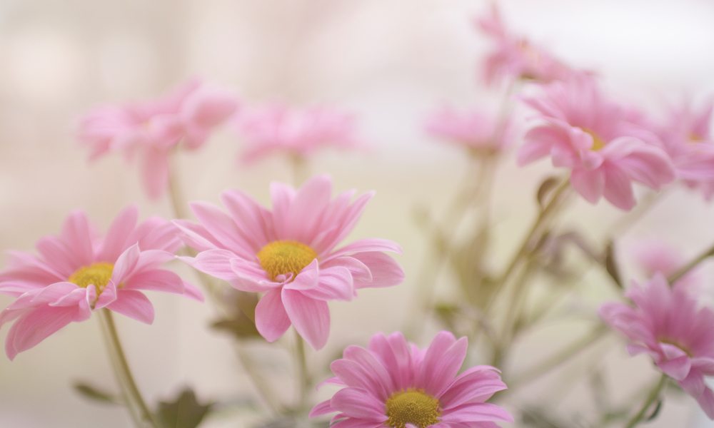 Good Morning Pink Flowers , HD Wallpaper & Backgrounds