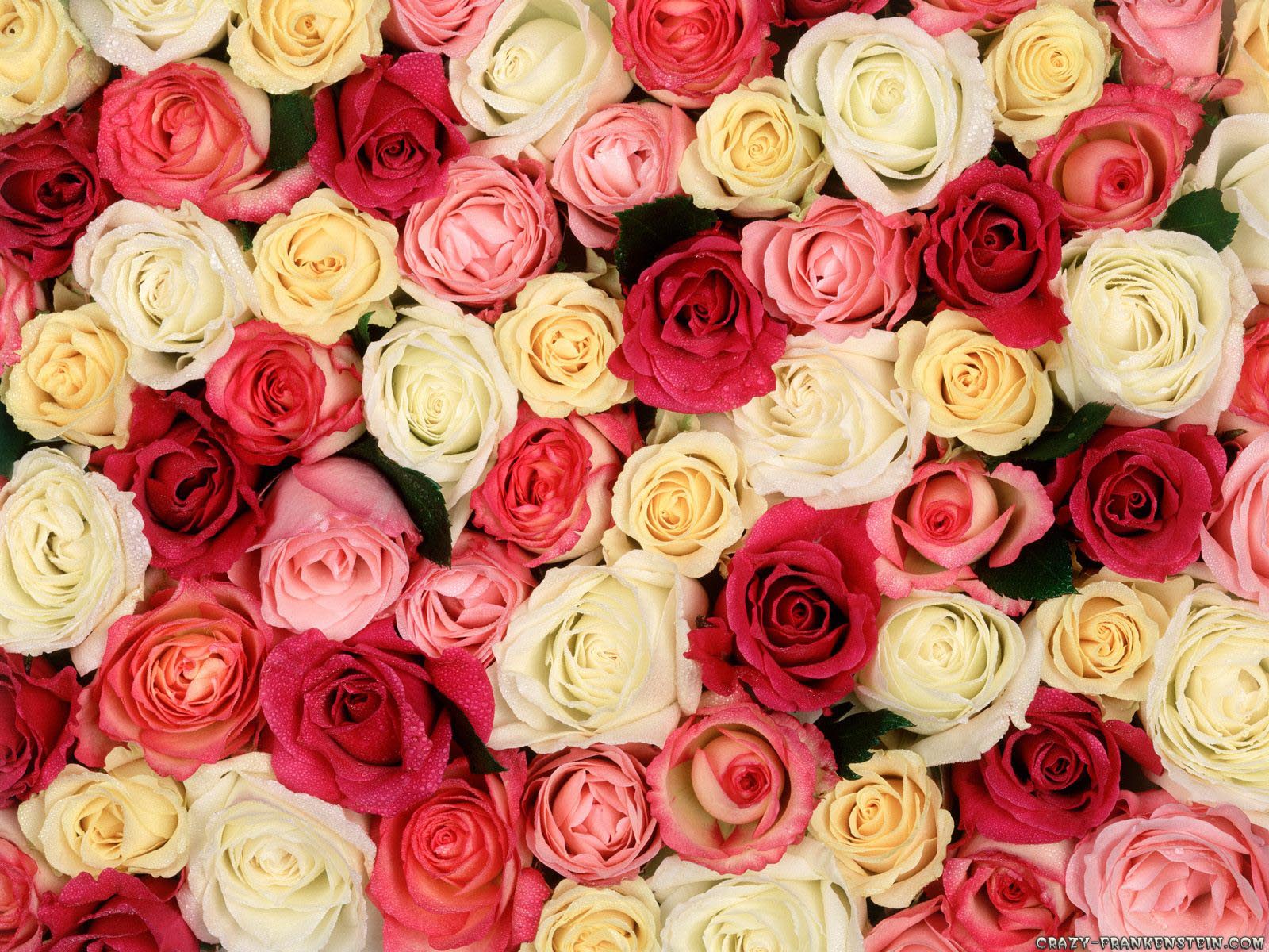 High Resolution Rose Flower Background , HD Wallpaper & Backgrounds