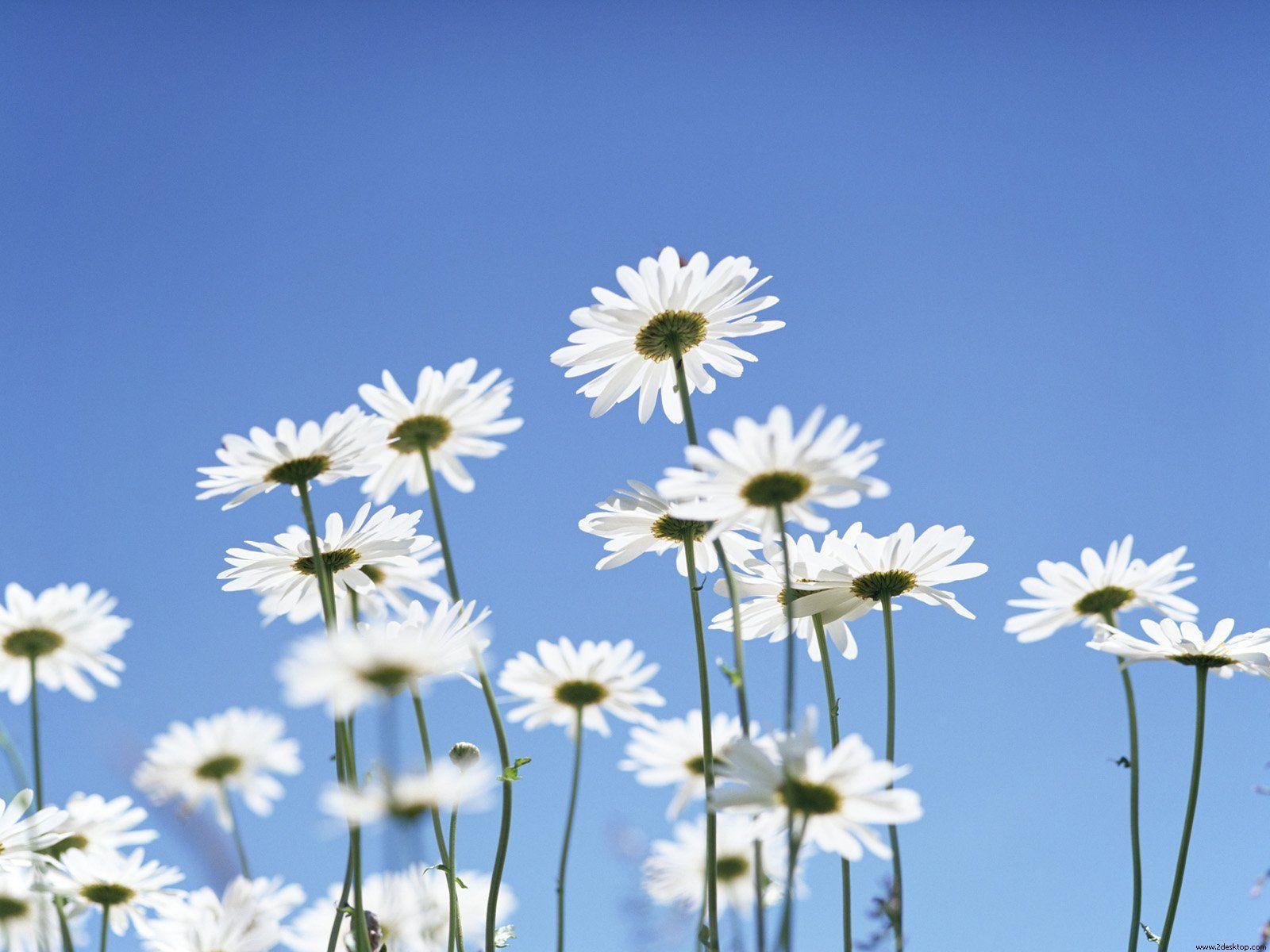 Wallpapers For > Daisy Iphone Wallpaper - Thailand Good Morning Friday , HD Wallpaper & Backgrounds