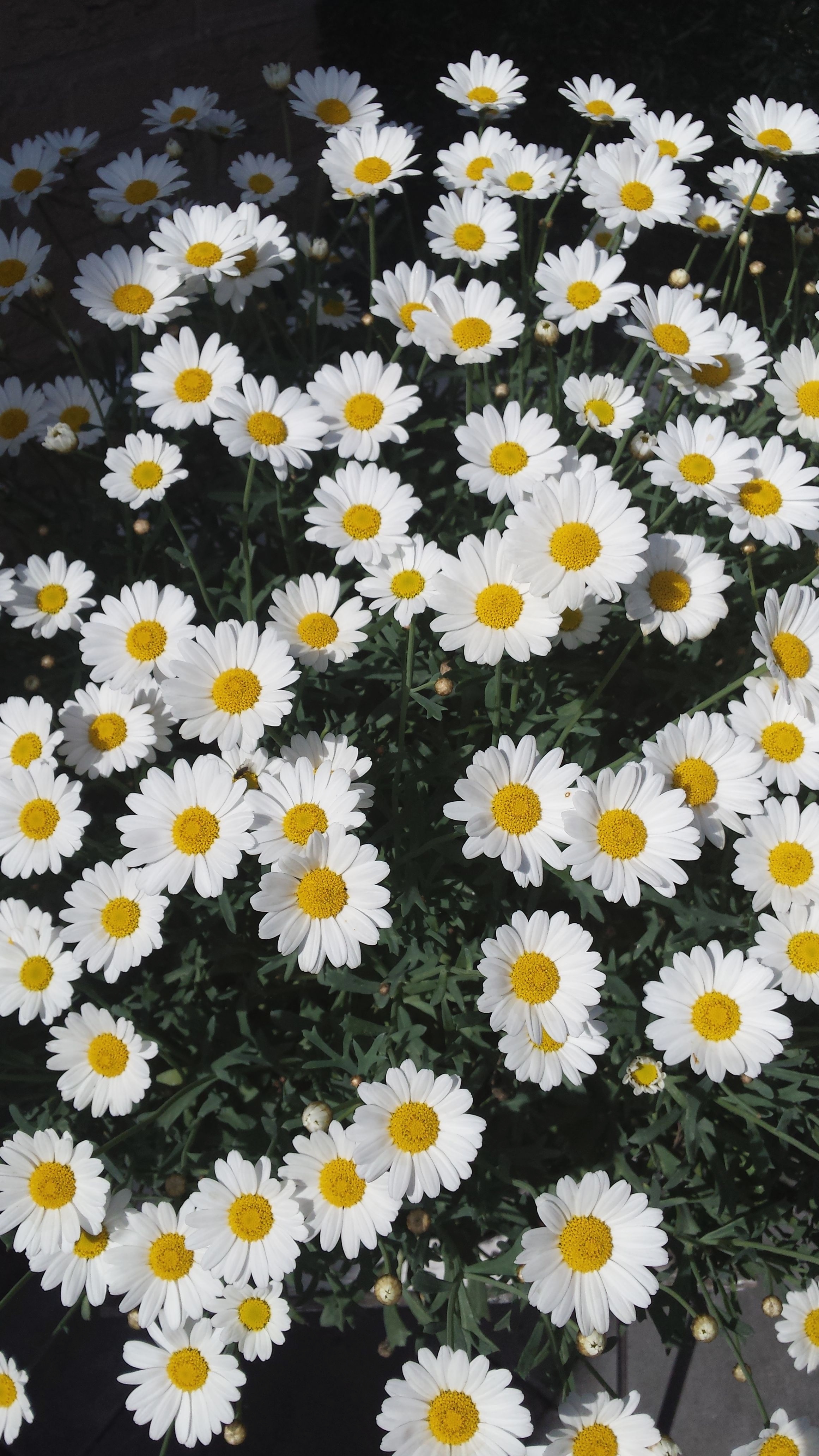 Margrieten Shasta Daisies Ranges Iphone Wallpapers - Oxeye Daisy , HD Wallpaper & Backgrounds