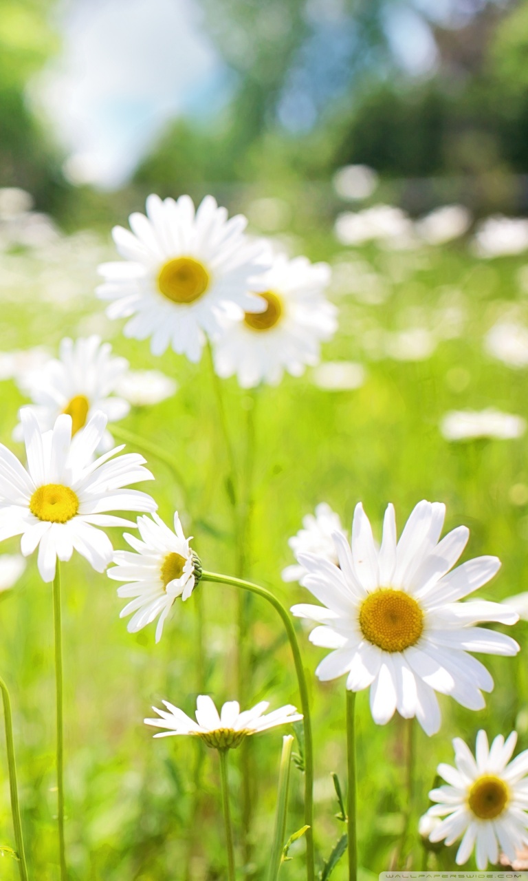 Smartphone 5 - - Daisy Field Wallpaper Iphone , HD Wallpaper & Backgrounds