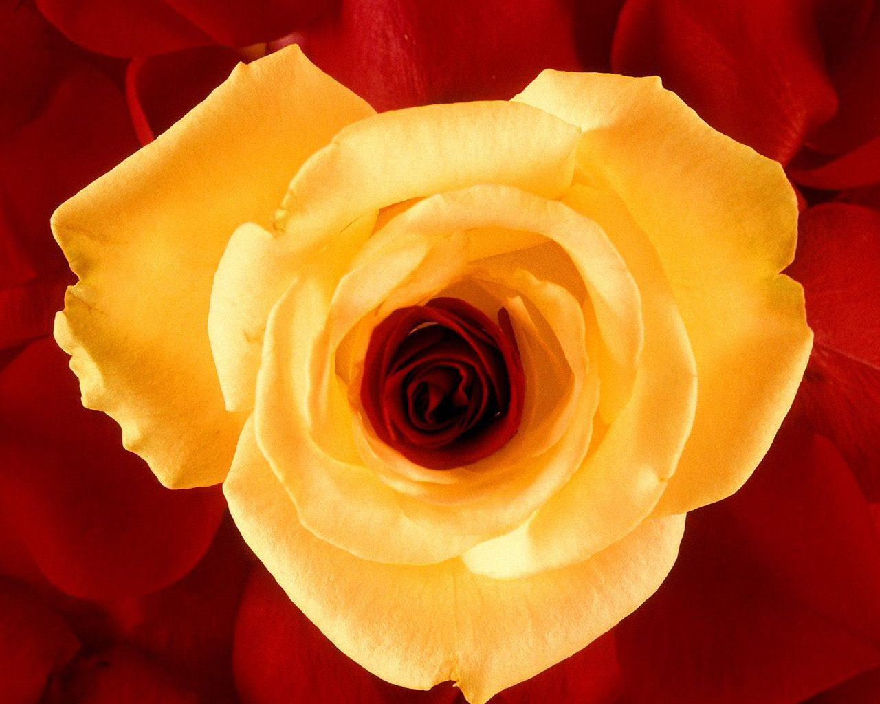 Download Yellow Rose Petals Wallpapers And Stock Photos - Wall Papers