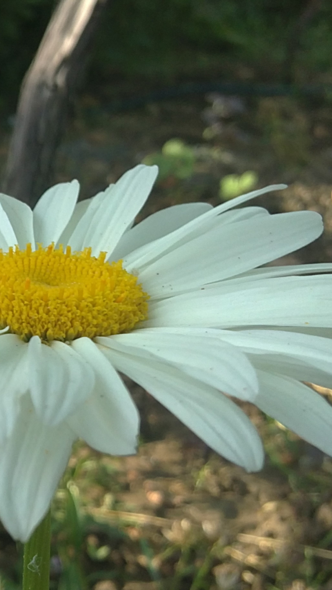 Plant, Daisy, Oxeye Daisy, Transvaal Daisy, Flowering - Oxeye Daisy , HD Wallpaper & Backgrounds