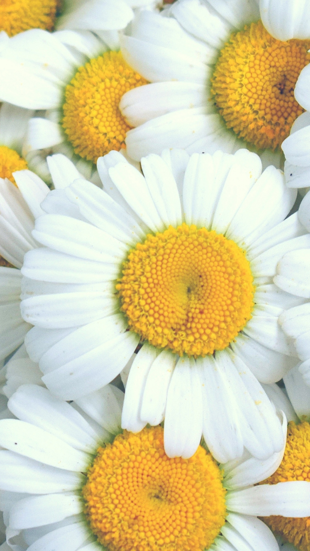 Wallpaper Flowers, White Daisy, Fresh - Oxeye Daisy , HD Wallpaper & Backgrounds