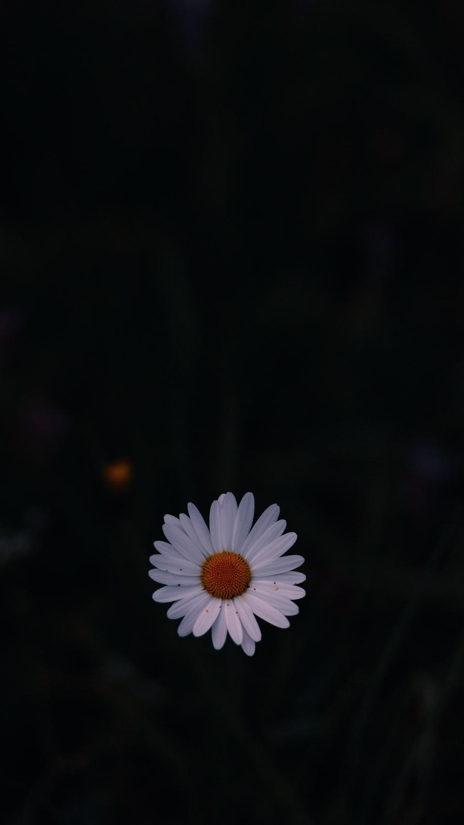 Wallpaper Daisy, Field Flower, Dark Background - Background Iphone Daisy , HD Wallpaper & Backgrounds