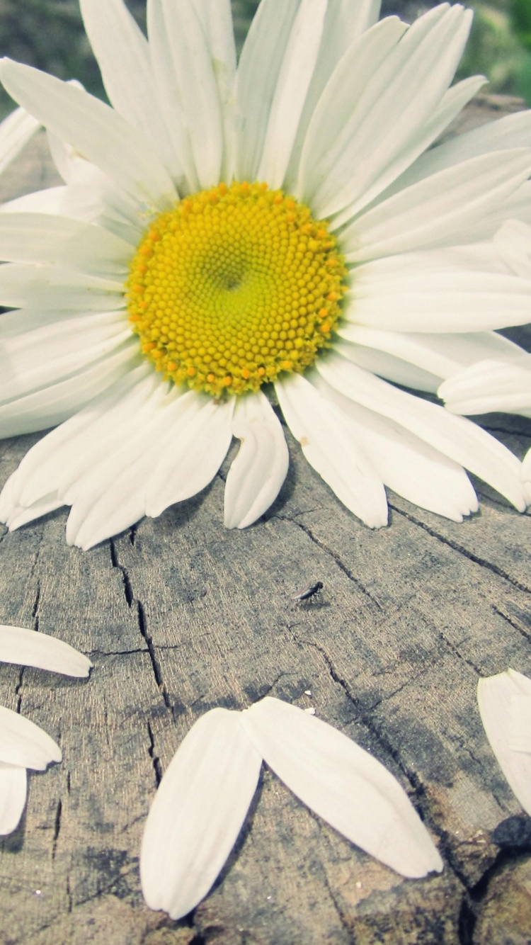 Petal, Daisy, Daisy Family, Leucanthemum, Yellow Wallpaper - Ромашки Любовь , HD Wallpaper & Backgrounds