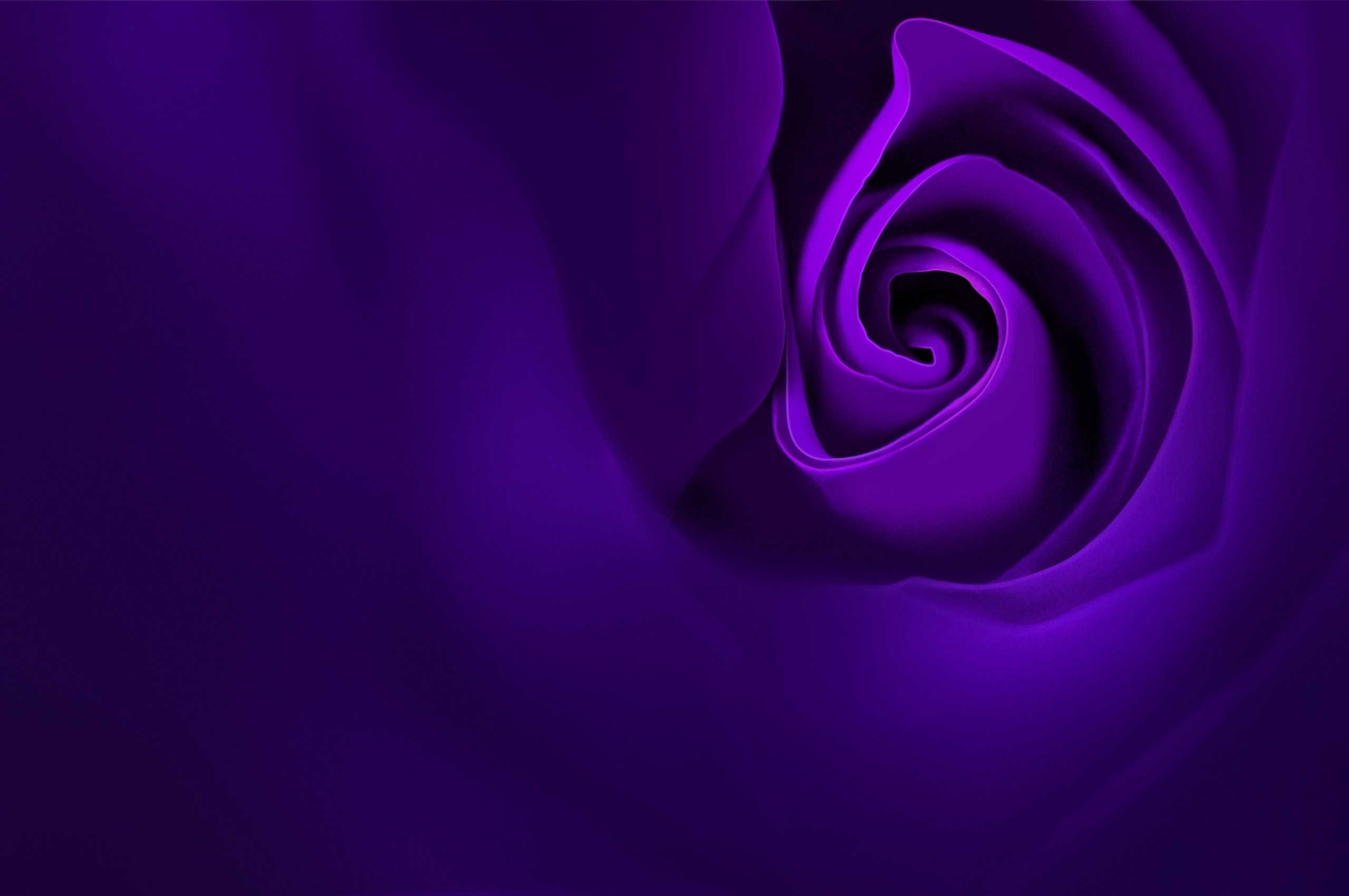 Violet Rose, Petals - Floribunda , HD Wallpaper & Backgrounds