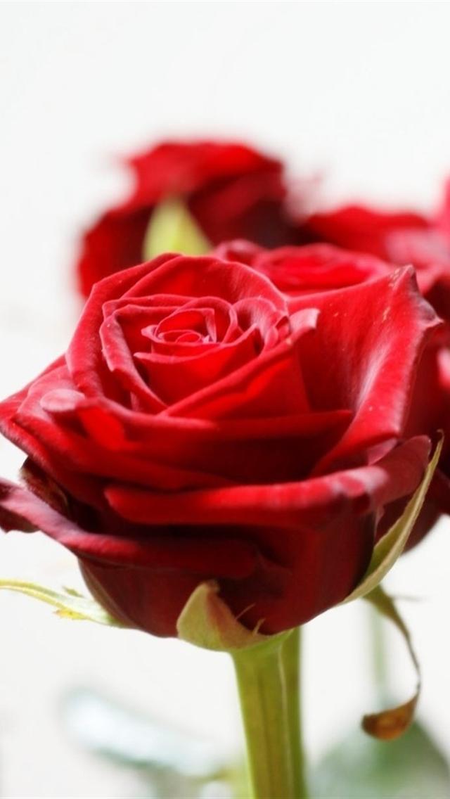 Long Stem Red Roses Iphone 5 Wallpapers - Rose Day Images Full Screen , HD Wallpaper & Backgrounds
