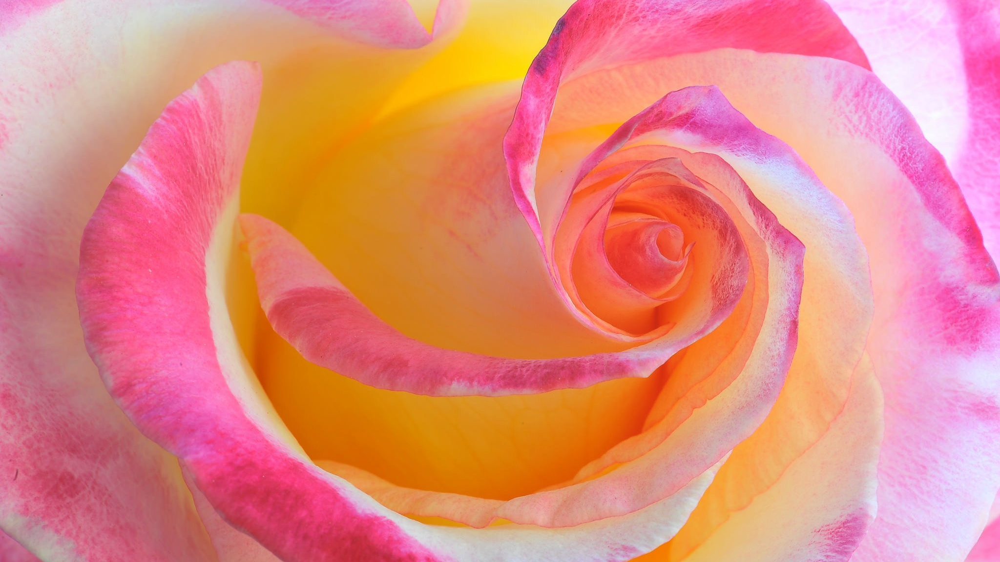 Download Rose Flower Petals Wallpaper [resolution - Rosa Naranja Y Rosado , HD Wallpaper & Backgrounds