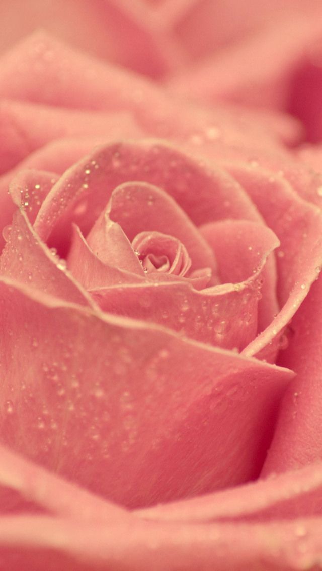 Flower Wallpaper For Iphone And Android - Pink Roses Wallpaper Iphone 6 , HD Wallpaper & Backgrounds
