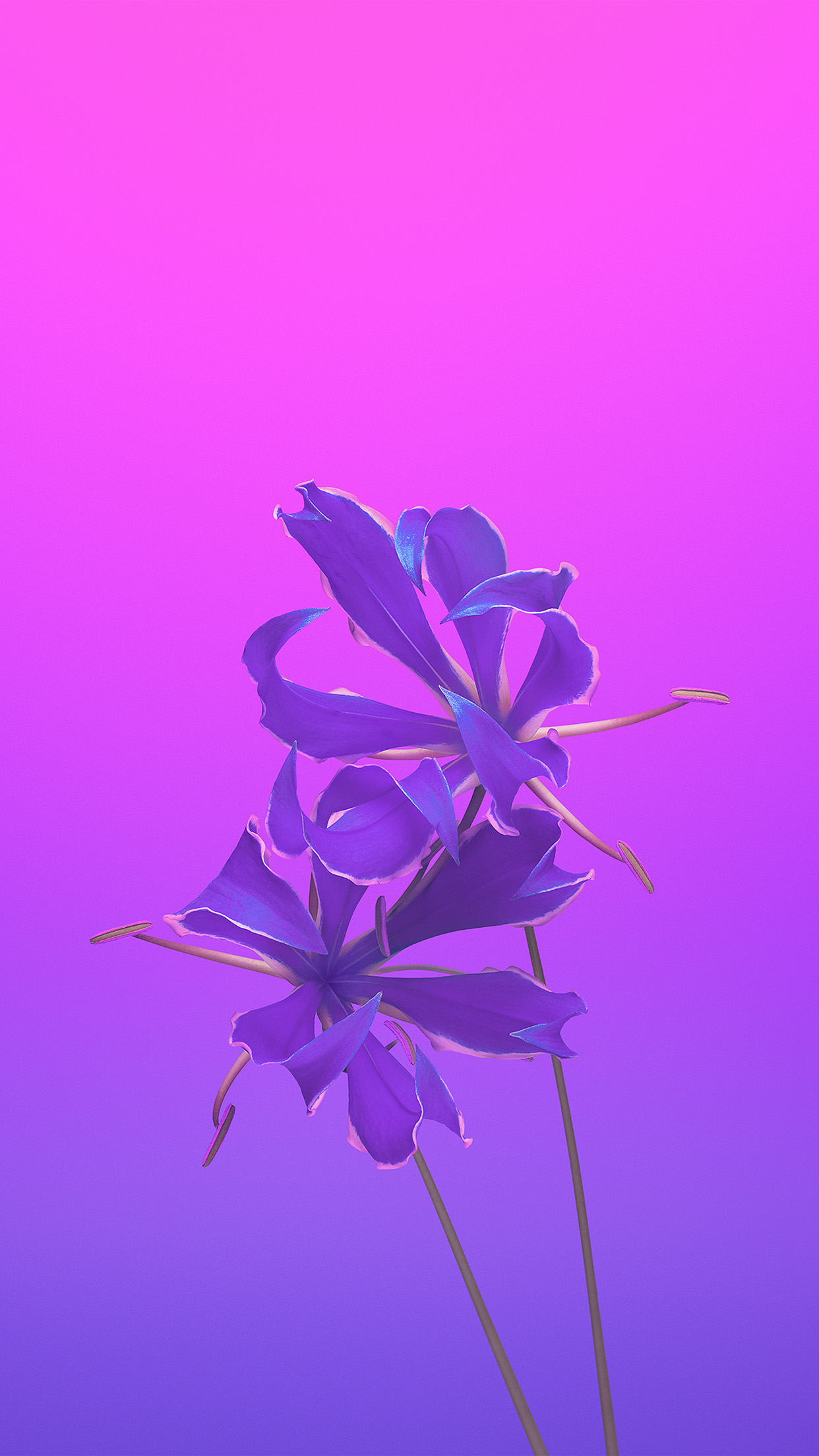 Purple Iphone Wallpaper Flower , HD Wallpaper & Backgrounds