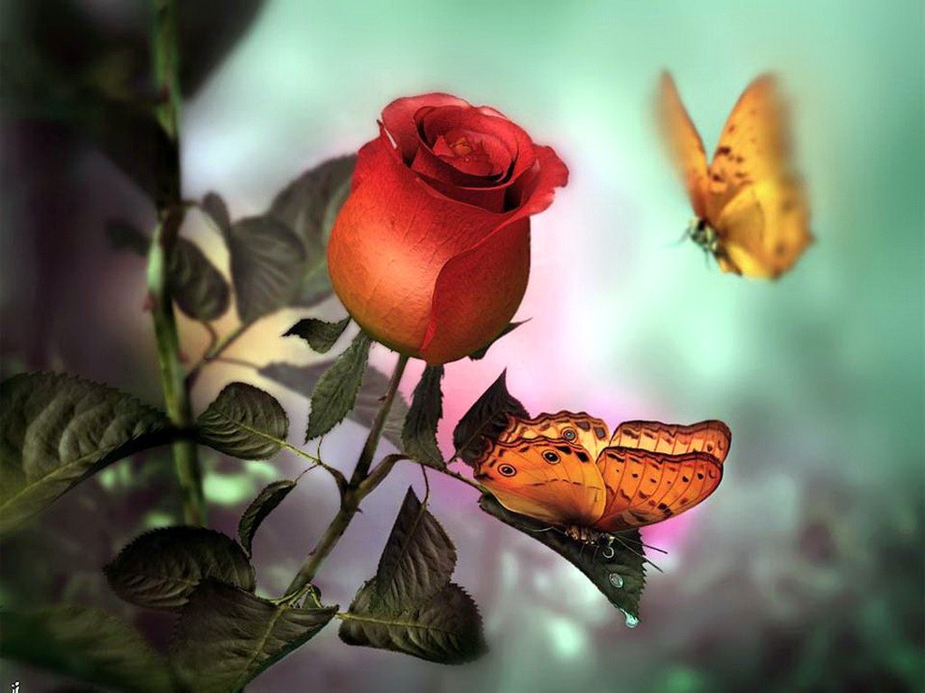 Butterfly Red Roses Butterflies Rose Allure Flowers - Butterfly Red Rose Flowers , HD Wallpaper & Backgrounds