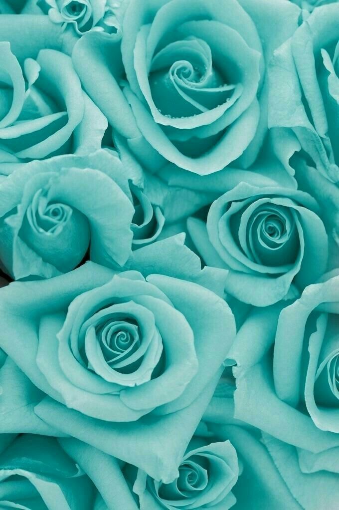 Teal Roses Wallpaper - Aqua Roses , HD Wallpaper & Backgrounds