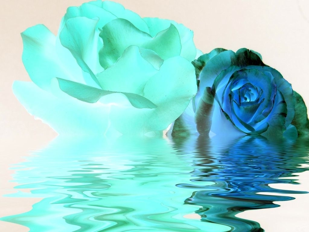 Blue Rose - Garden Roses , HD Wallpaper & Backgrounds