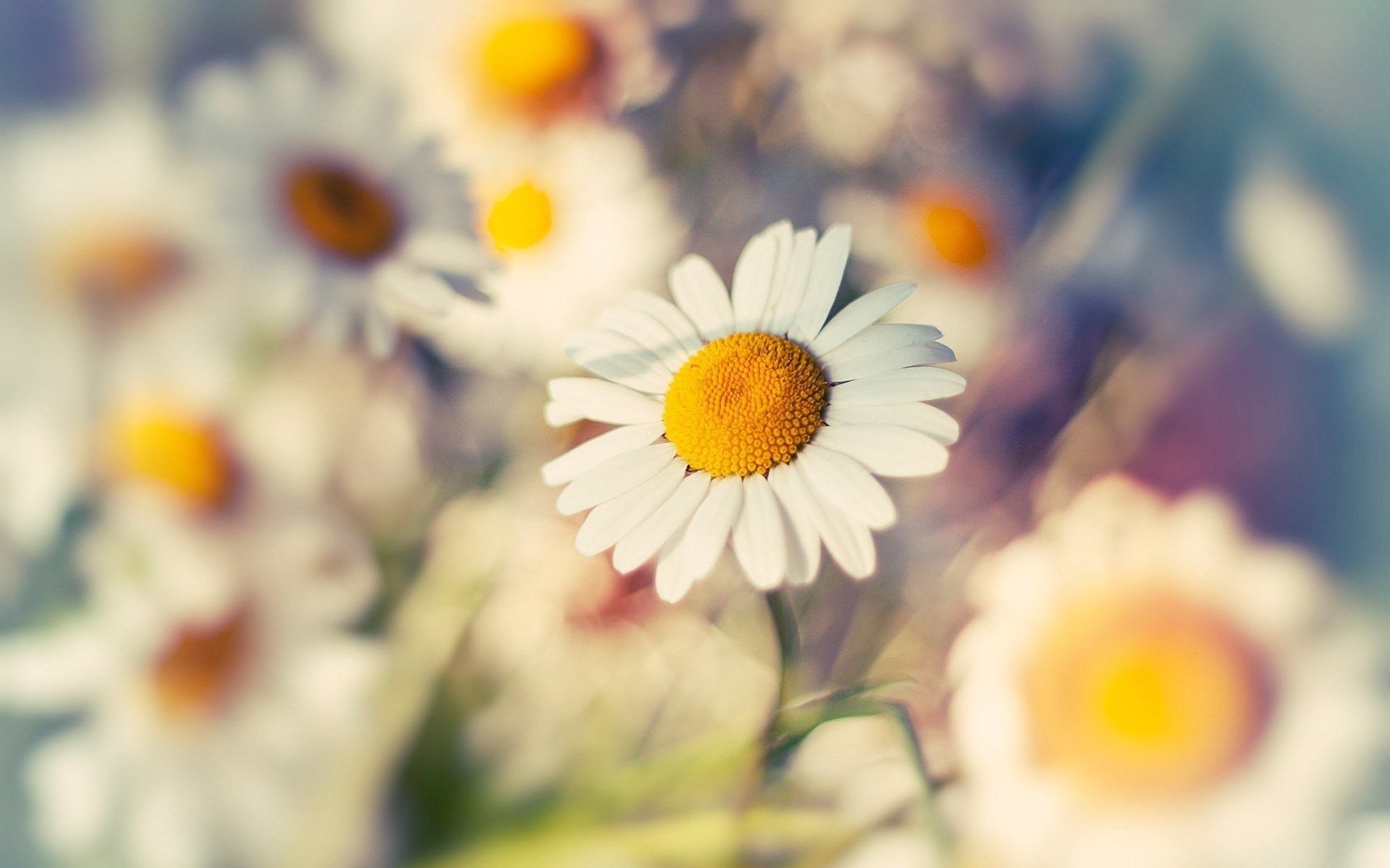 Desktop Daisy Hd Wallpapers Free Download カモミール 壁紙 Hd Wallpaper Backgrounds Download