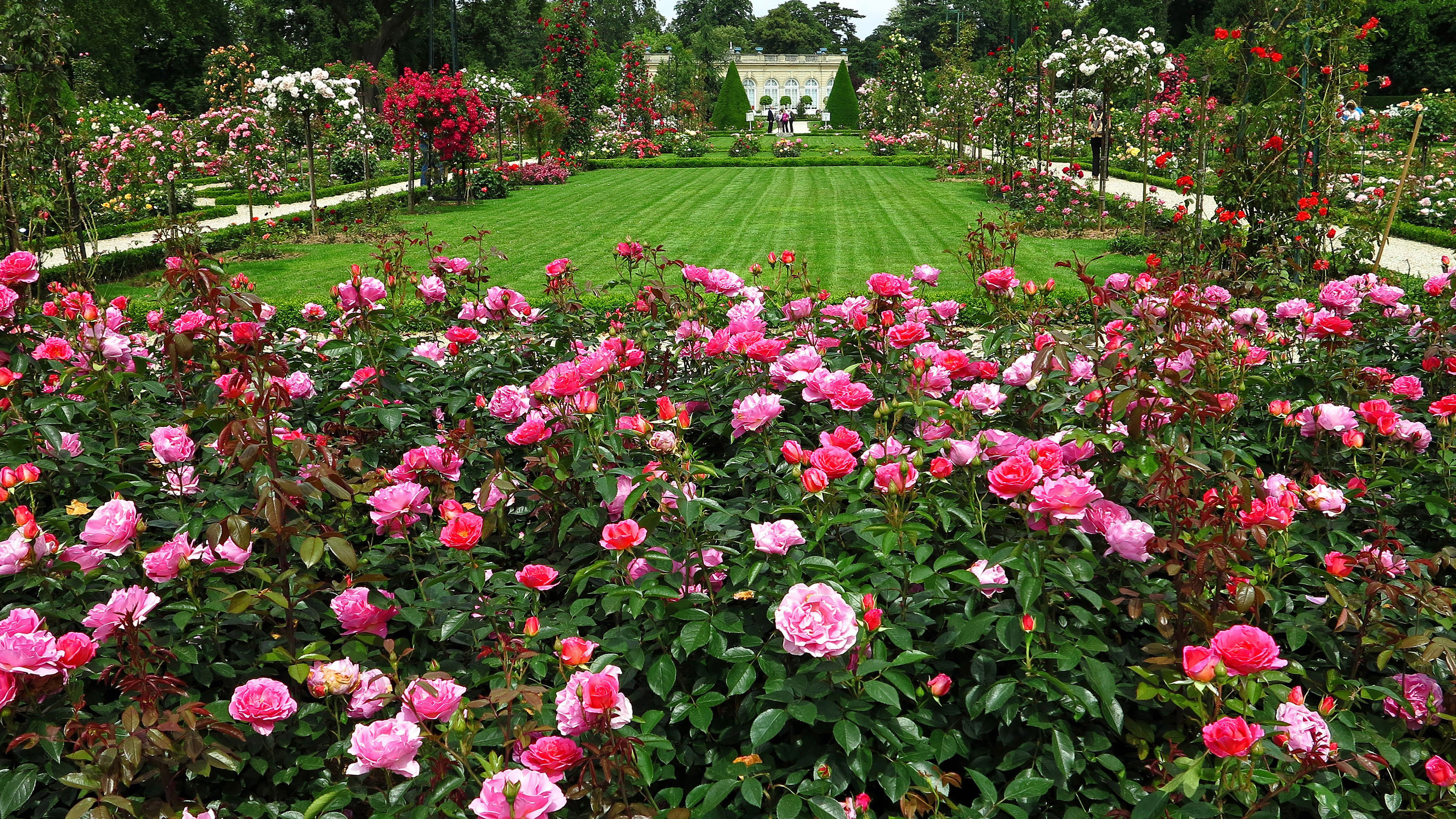 Flower Garden Backgrounds Group - Rose Garden In Paris , HD Wallpaper & Backgrounds