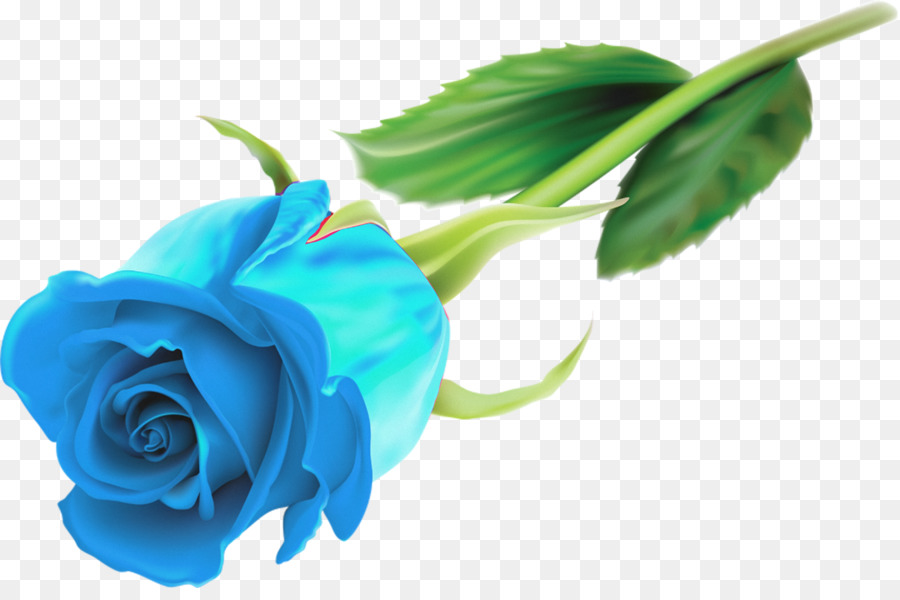 Rose, Flower, Desktop Wallpaper, Blue, Plant Png - Flowers Blue Rose Wallpaper Png , HD Wallpaper & Backgrounds