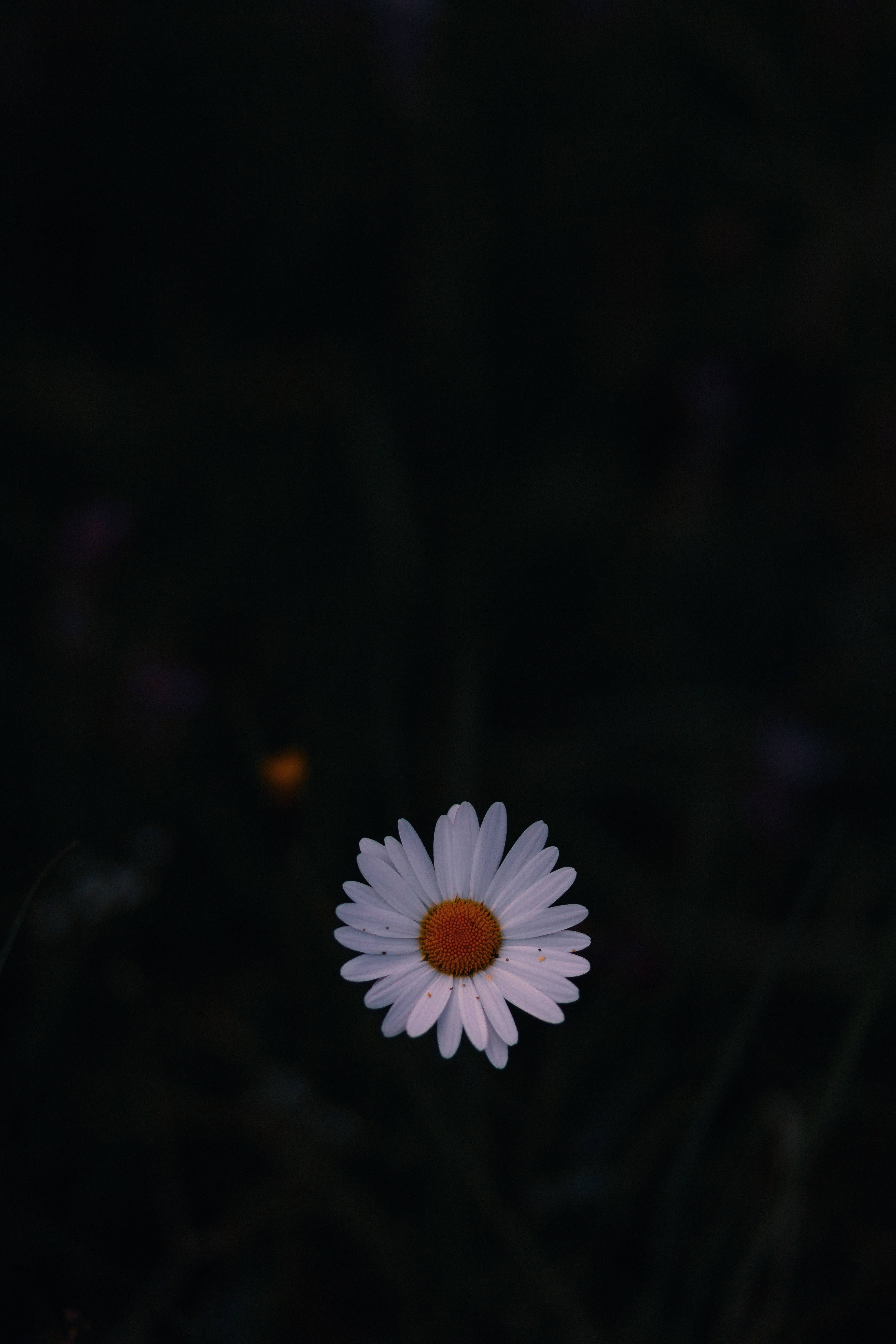 Wallpaper Daisy, Field Flower, Dark Background - Black Daisy Wallpaper Phone , HD Wallpaper & Backgrounds
