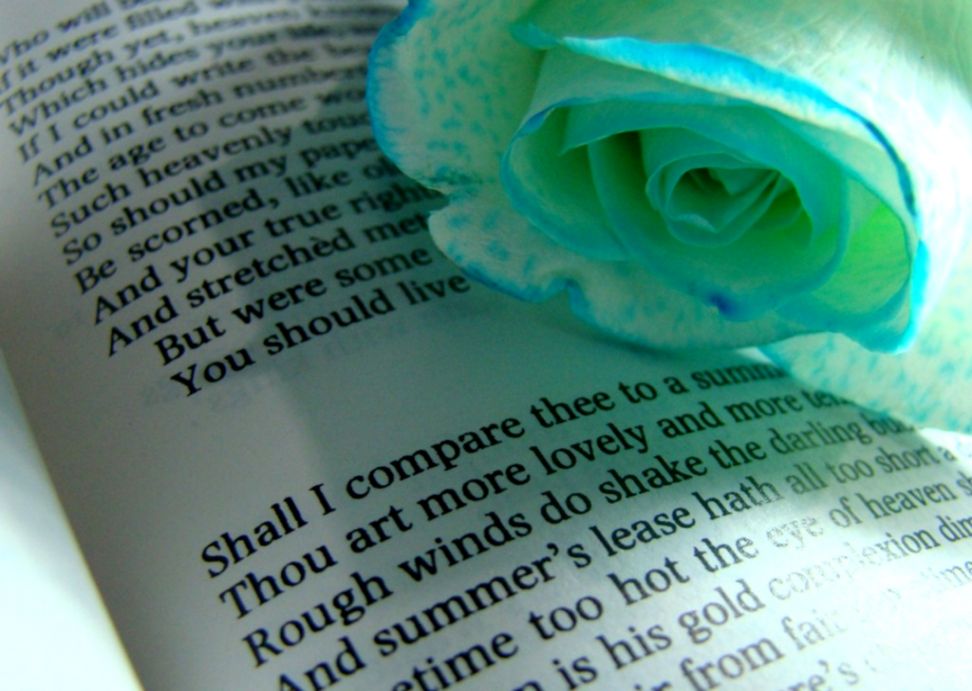 Flower Blue Poem White Nature Book Rose Wallpaper Windows - Garden Roses , HD Wallpaper & Backgrounds