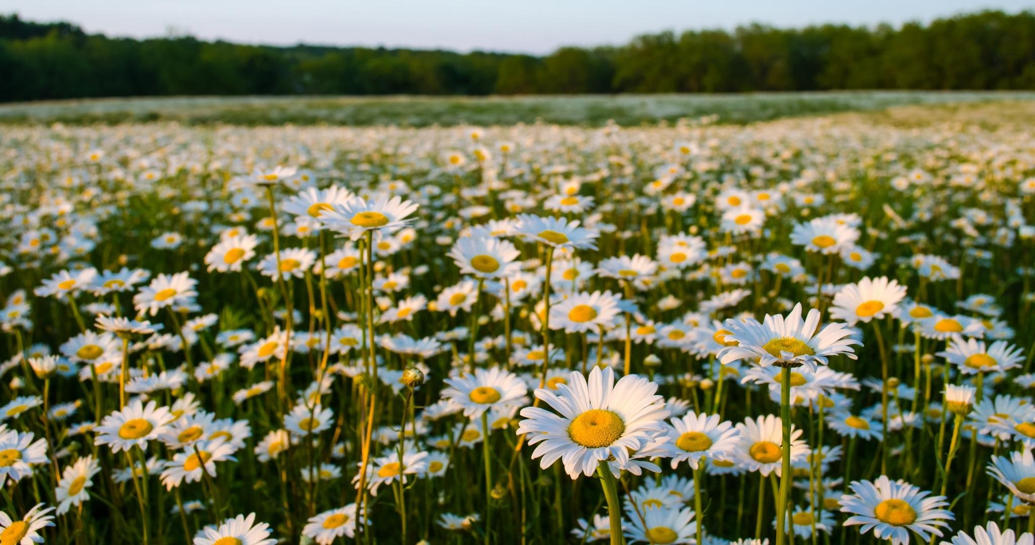 Daisy Field , HD Wallpaper & Backgrounds