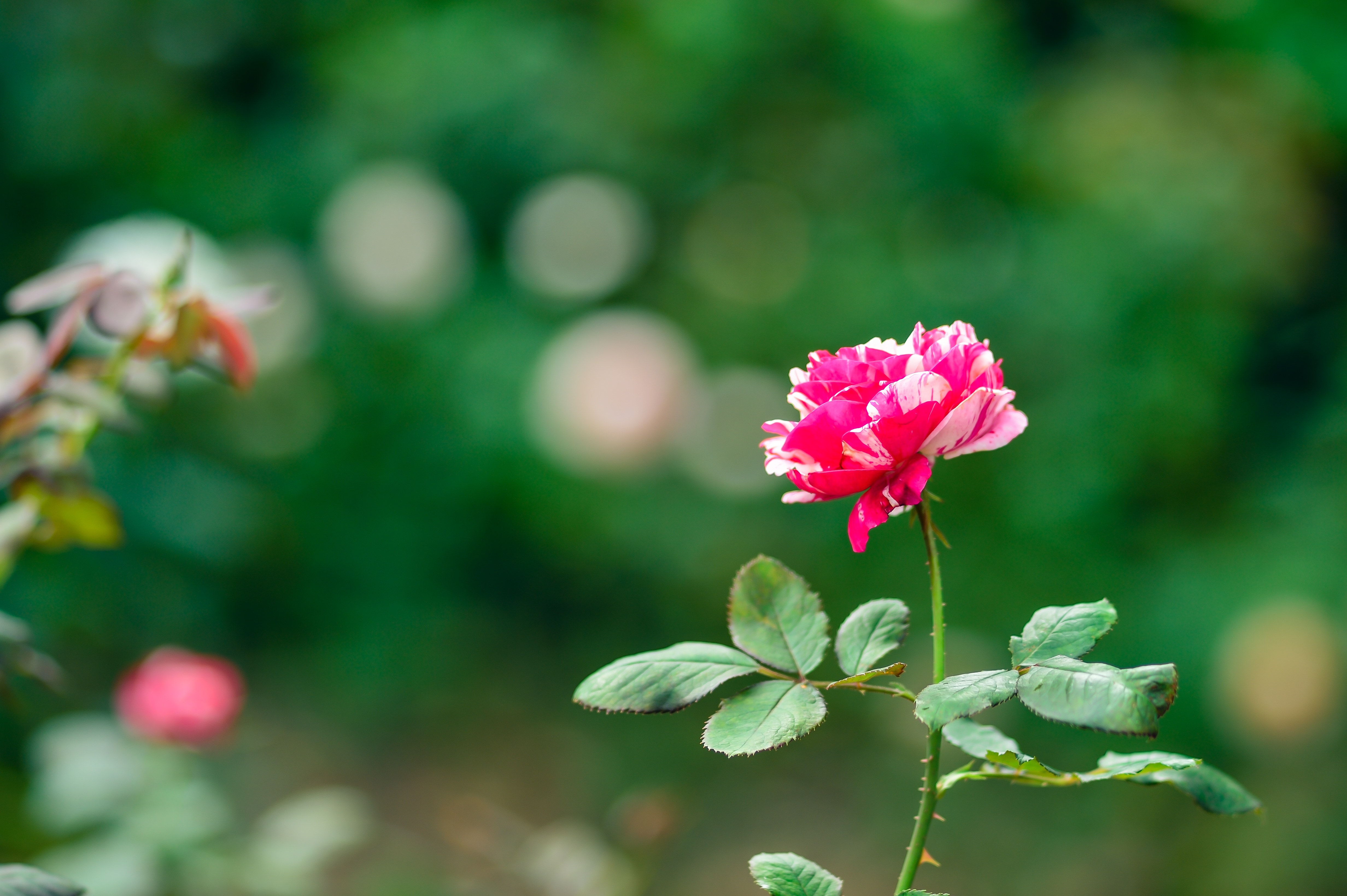 Rose, Rose Garden, Plant, Natural, Flower, Nature - Natural Rose , HD Wallpaper & Backgrounds