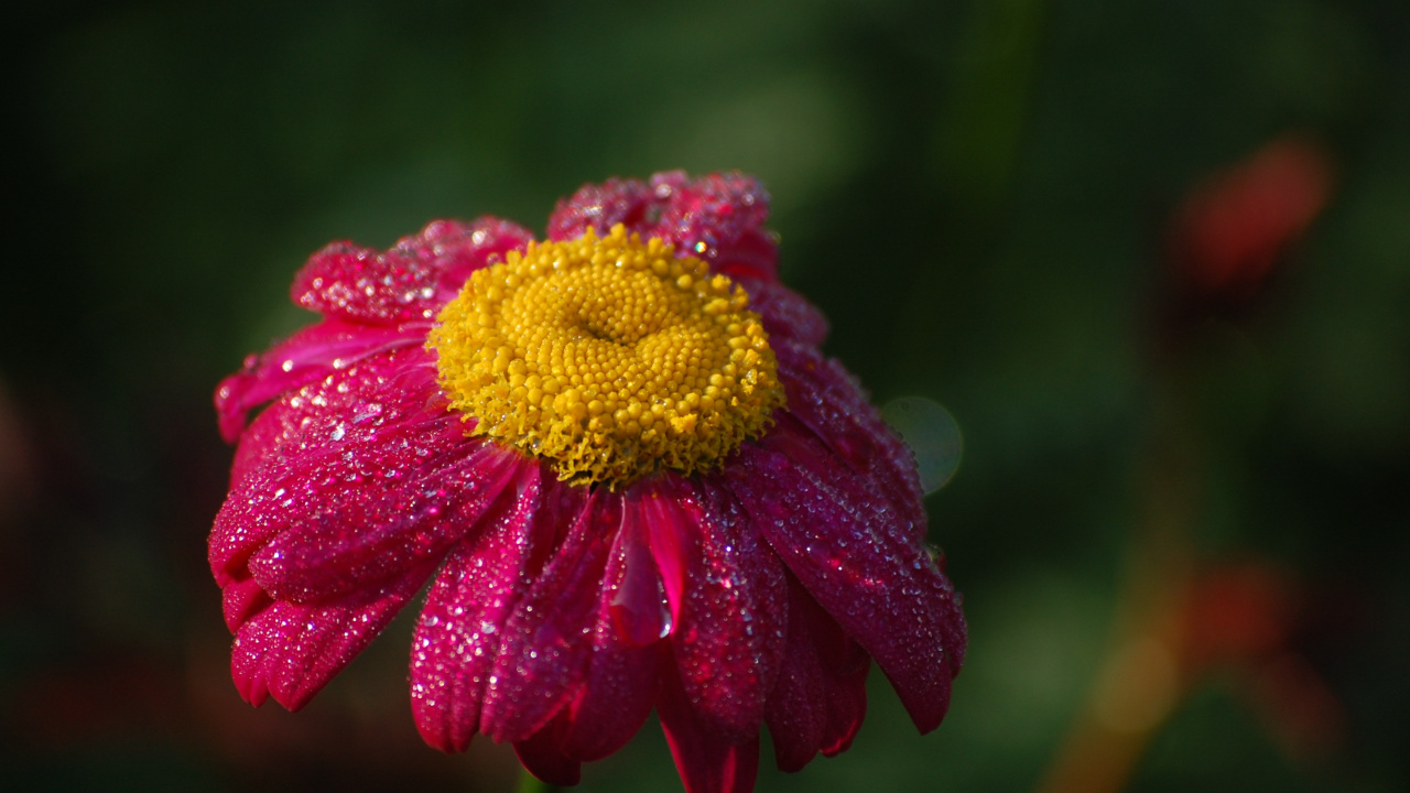 Wallpaper Pink Flower, Dew Drops, Daisy - Marguerite Daisy , HD Wallpaper & Backgrounds