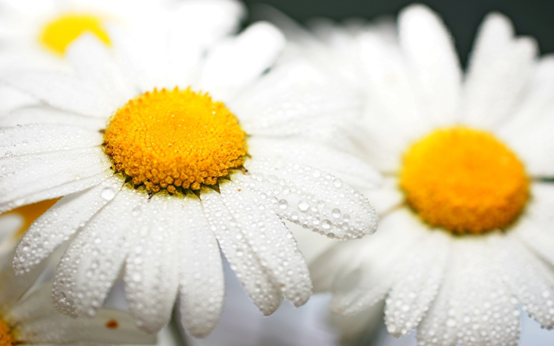 Daisies Hd Wallpapers , HD Wallpaper & Backgrounds