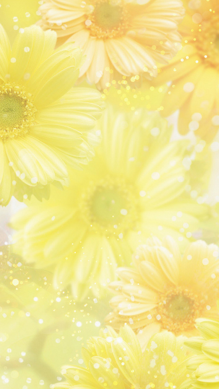 Wildflower, Chrysanths, Flower, Flowering Plant, Daisy - Barberton Daisy , HD Wallpaper & Backgrounds
