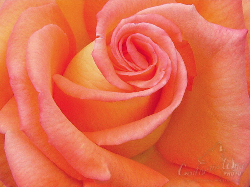 Pink Orange Rose Flowers , HD Wallpaper & Backgrounds