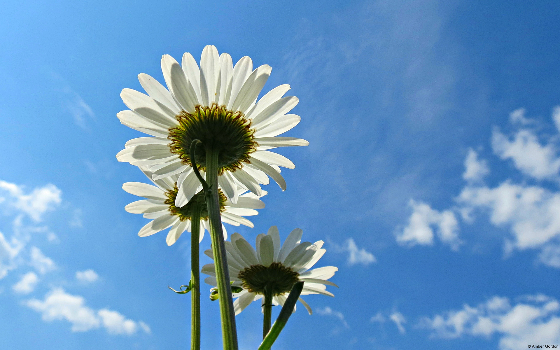 Blue Sky Daisies - Flower In The Sky , HD Wallpaper & Backgrounds