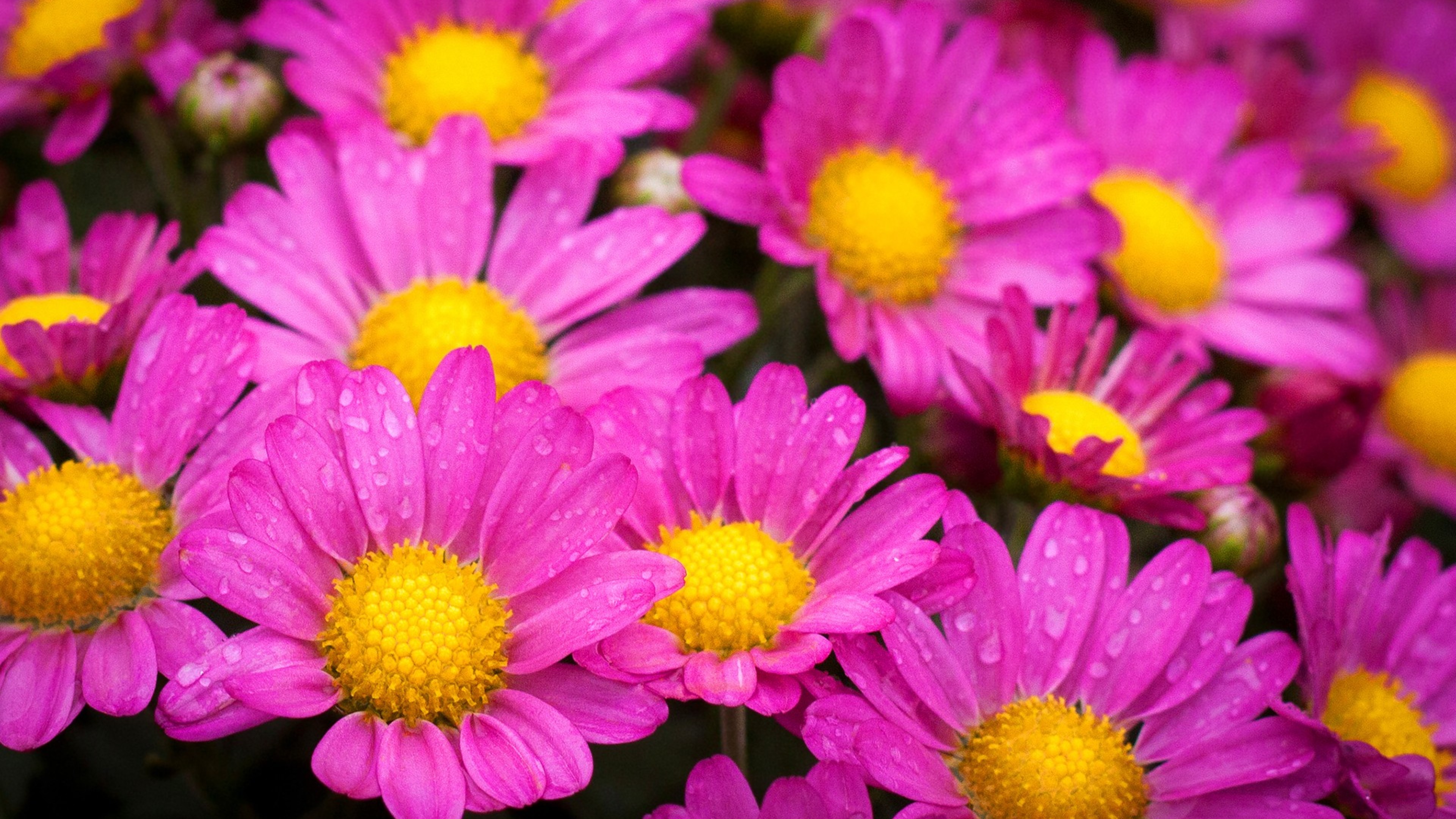 Water Drops On Pink Daisies - Water Drop Flower 4k , HD Wallpaper & Backgrounds