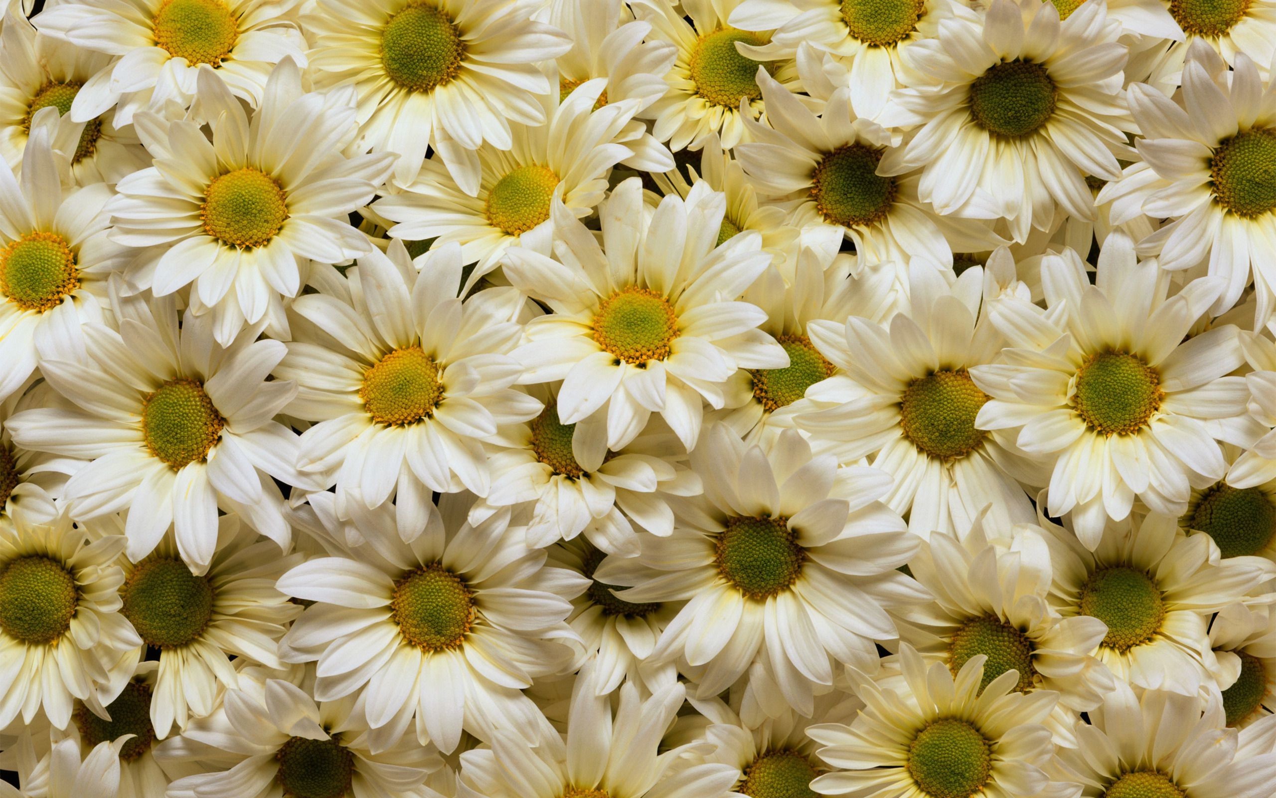 Beautiful, White, Daisies, Desktop, Background, Hd, - Facebook Cover For Daisies , HD Wallpaper & Backgrounds