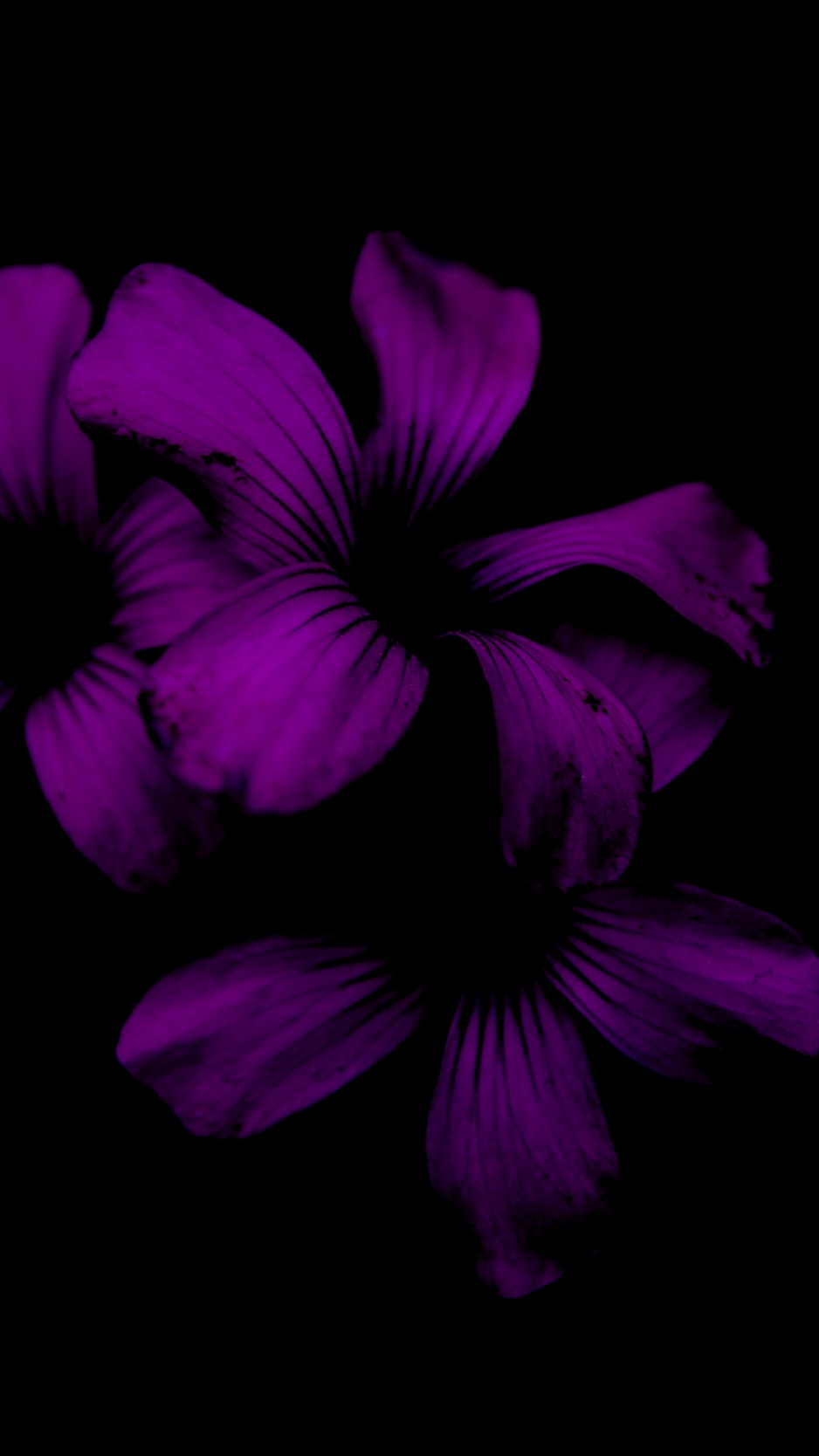 Related Wallpapers Lilac, Flower - Dark Purple Flower Wallpaper For Iphone , HD Wallpaper & Backgrounds