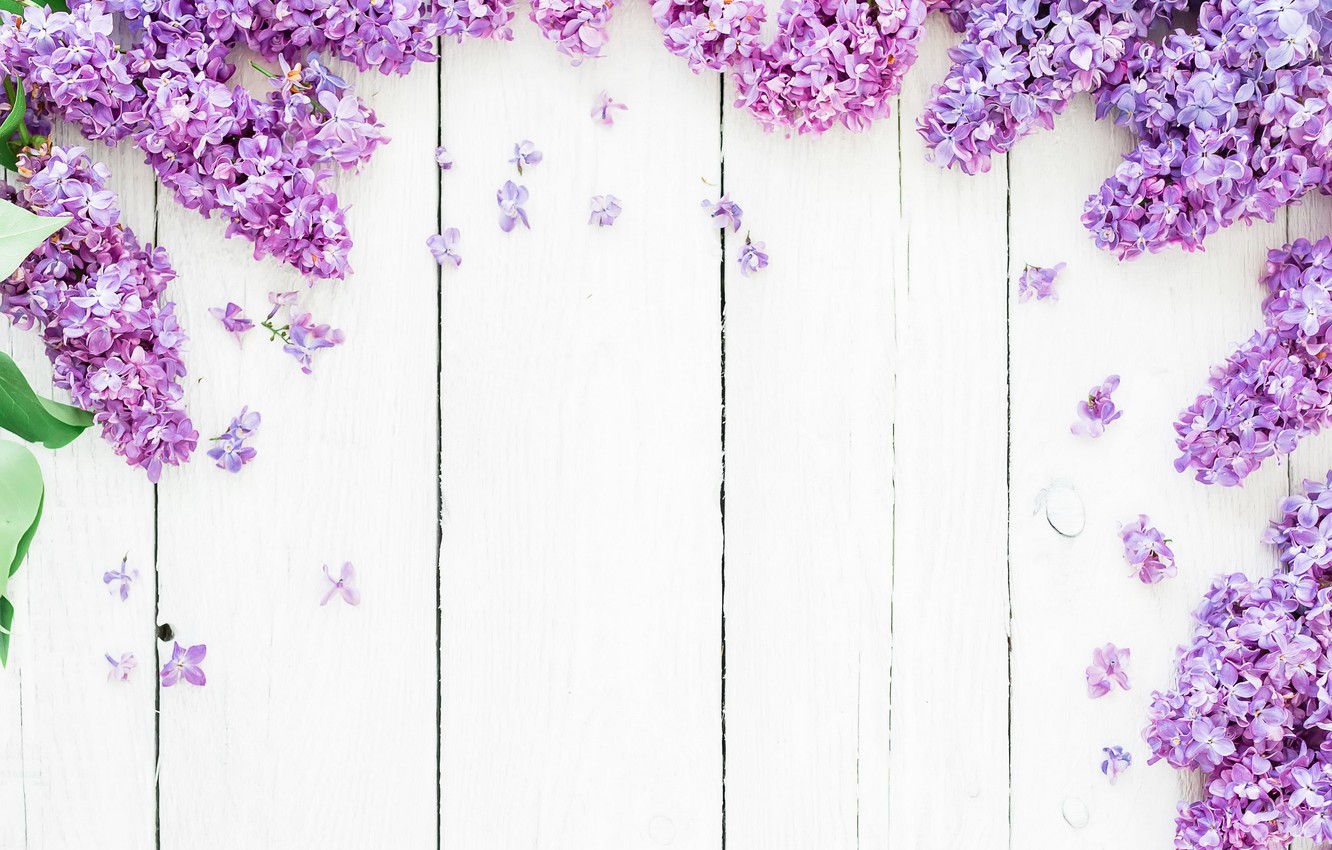 Photo Wallpaper Flowers, Background, Spring, Flowers, - White Background With Purple Flowers , HD Wallpaper & Backgrounds