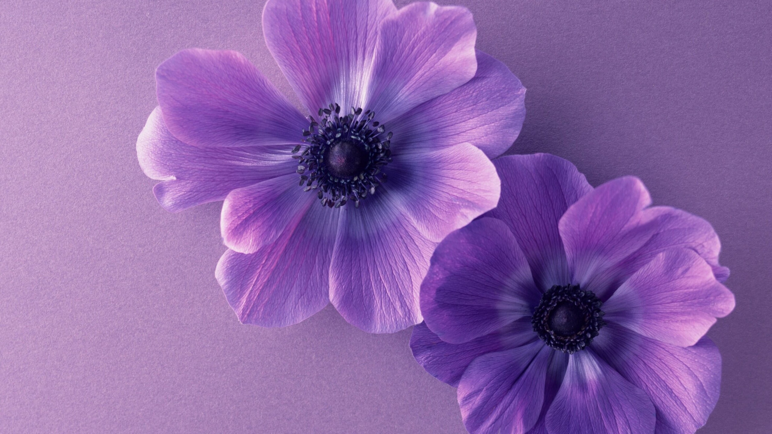 Flowers / Purple Flowers Wallpaper , HD Wallpaper & Backgrounds