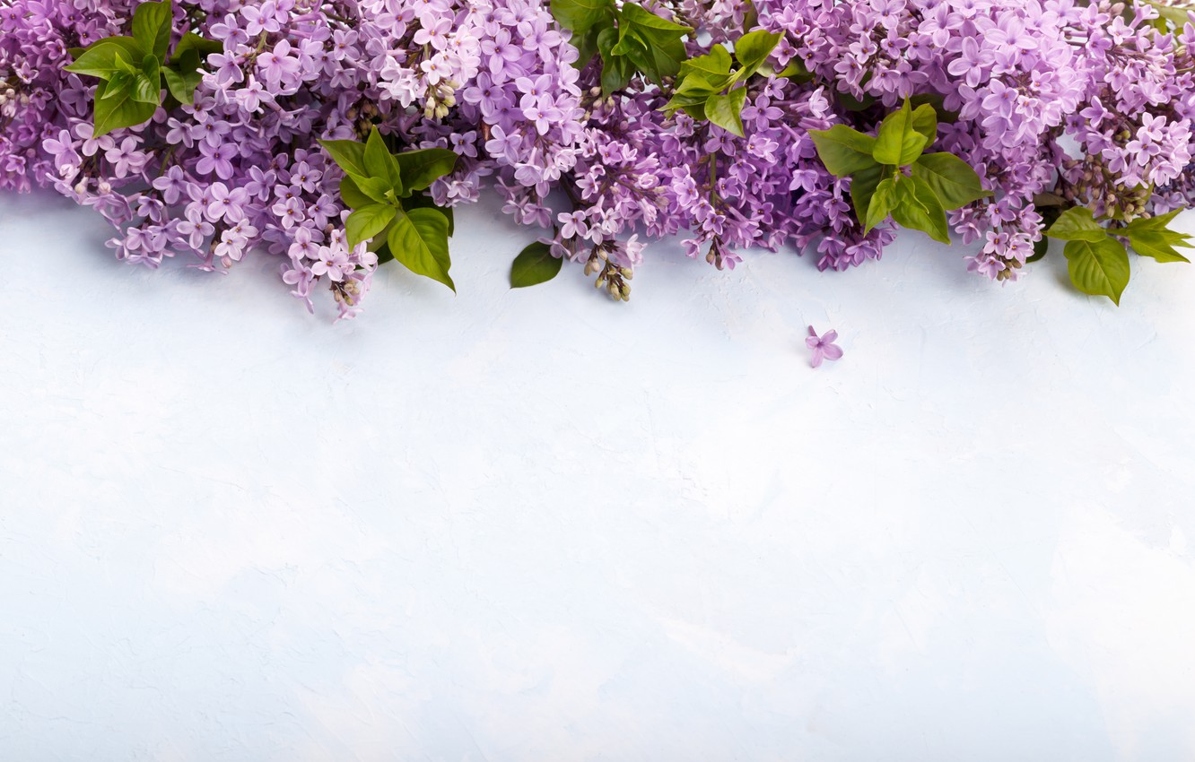 Photo Wallpaper Flowers, Background, Lilac, Spring, - Сиреневый Фон , HD Wallpaper & Backgrounds