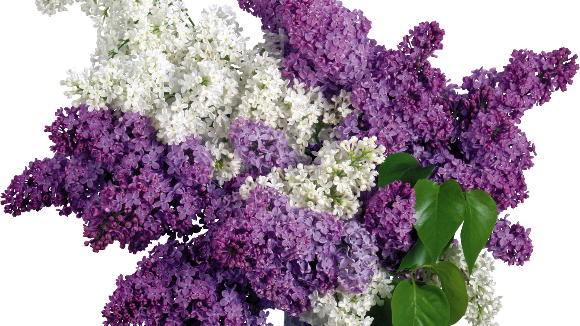 Wallpaper Lilac, Purple, White, Flower, Vase, Spring - Lilac Flower No Background , HD Wallpaper & Backgrounds