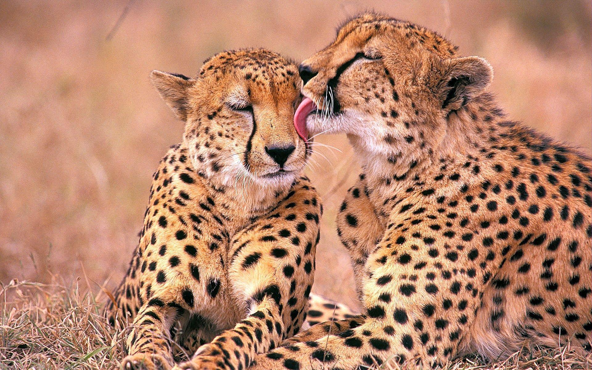 South African Cheetahs Wallpapers - Cute Pictures Of Cheetahs , HD Wallpaper & Backgrounds