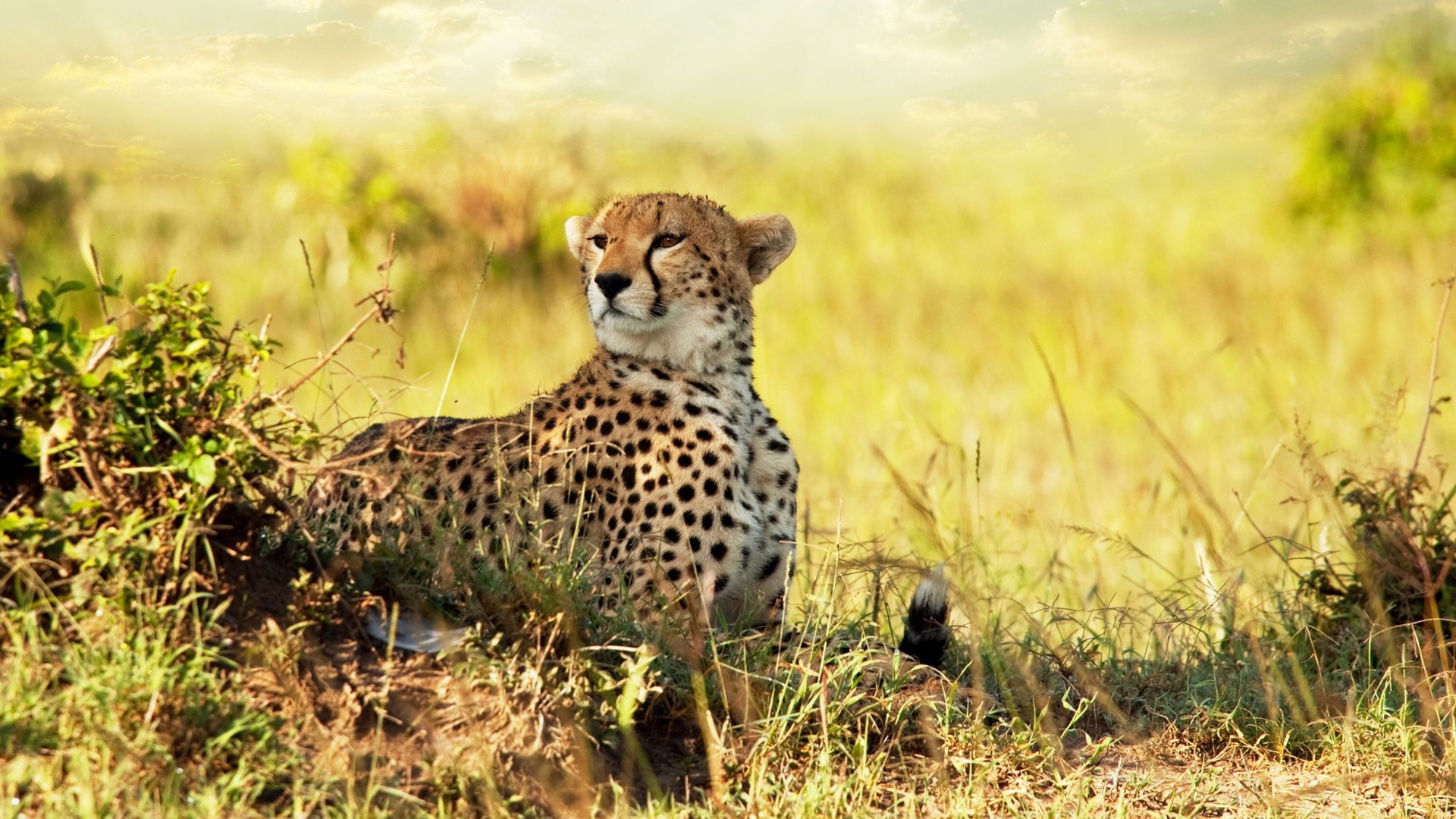 South African Cheetah Pics Collection - Cheetah In Africa , HD Wallpaper & Backgrounds