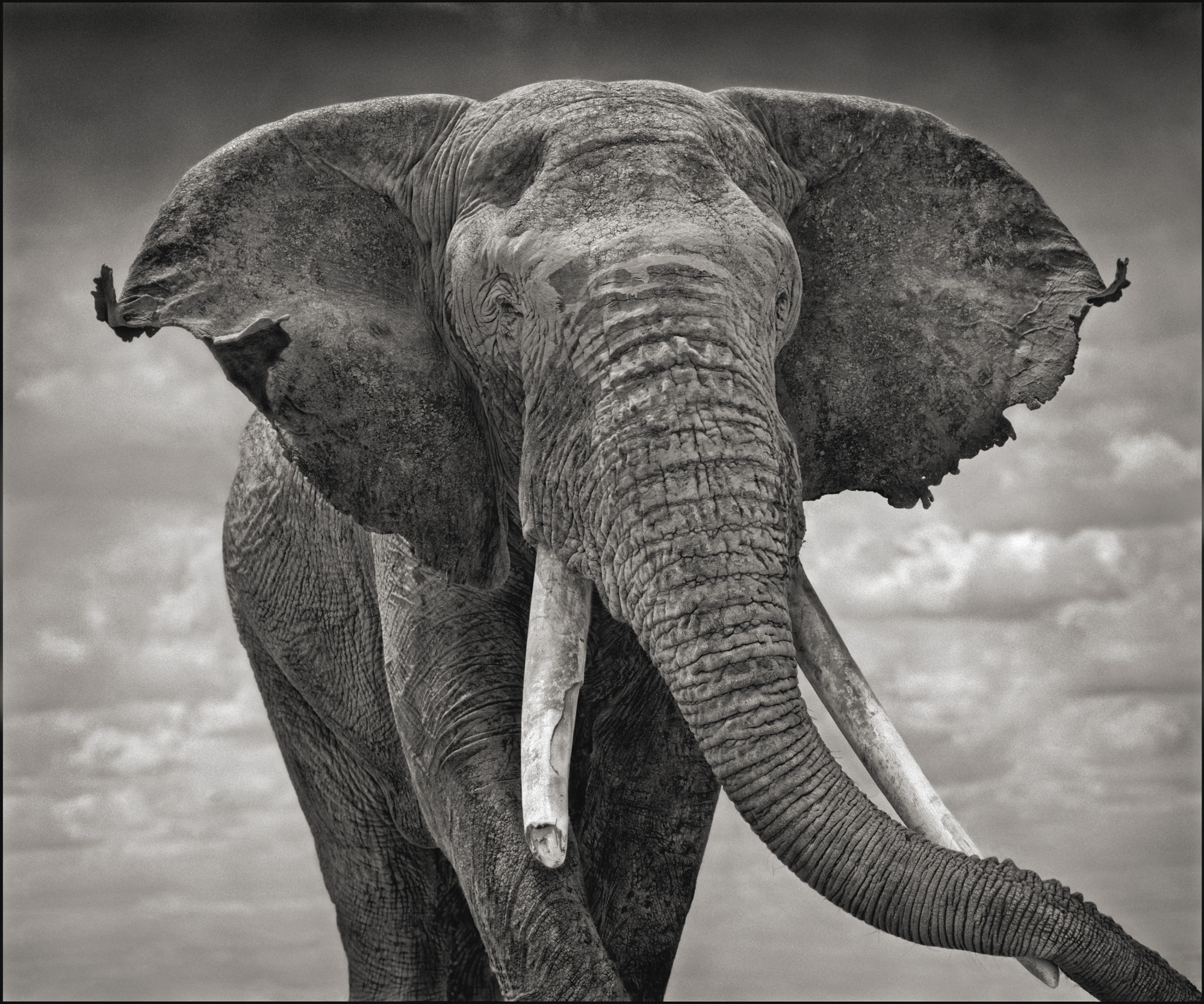 Creative Arts, Elephant, Indian Elephant, African Elephant, - Nick Brandt Photography , HD Wallpaper & Backgrounds