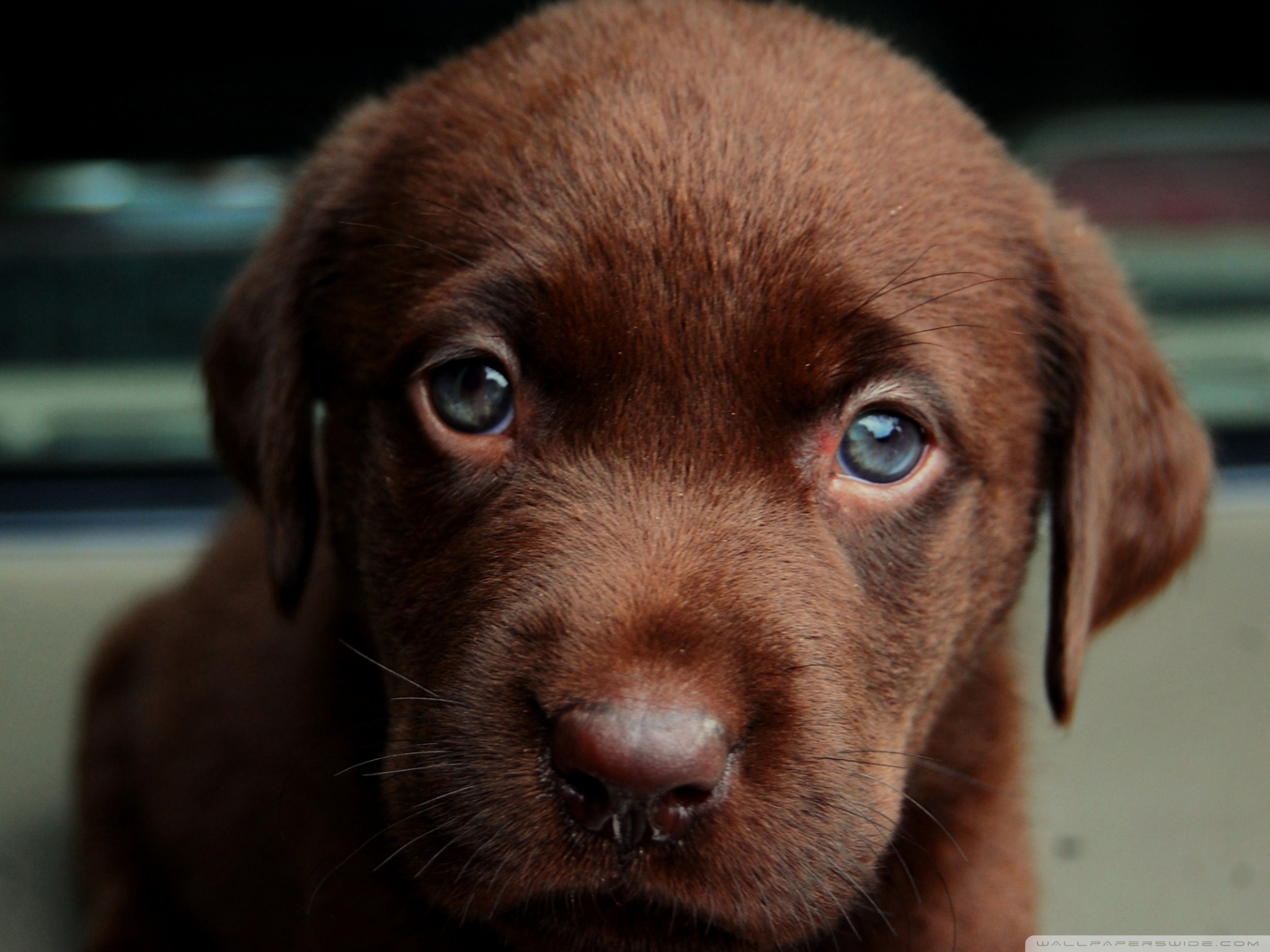 Standard - Labrador Color Chocolate Cachorro , HD Wallpaper & Backgrounds