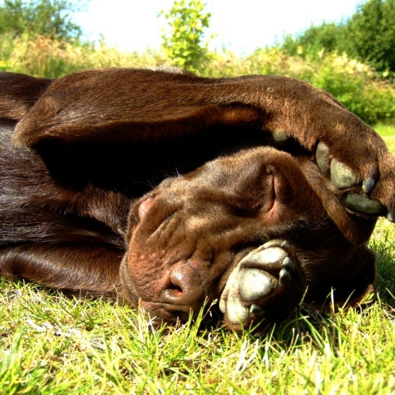 10 New Chocolate Lab Wallpapers Full Hd 1080p For Pc - Brown Labrador , HD Wallpaper & Backgrounds