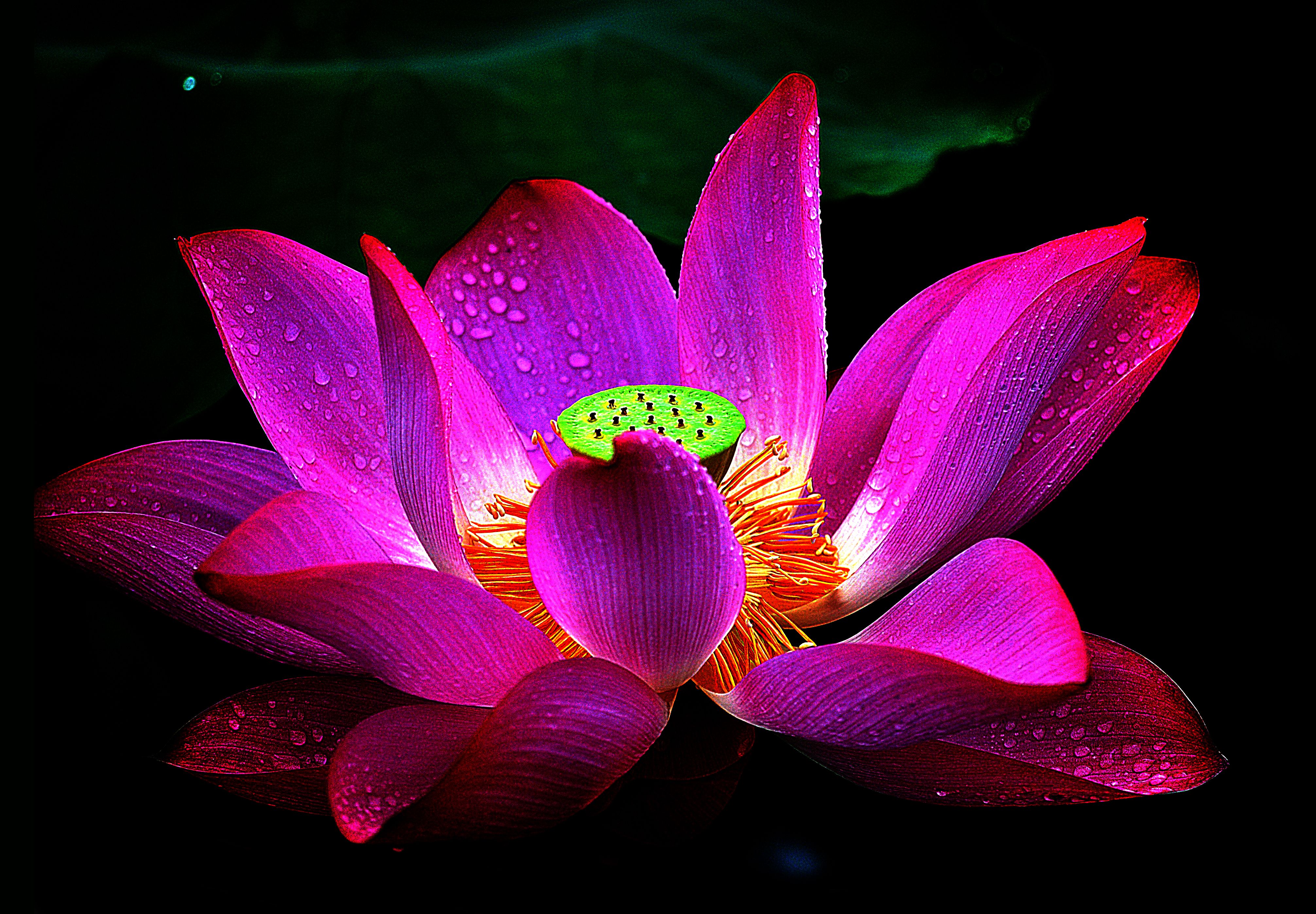 Purple Lotus Flower Wallpaper Desktop Background - Pink And Purple Lotus Flower , HD Wallpaper & Backgrounds