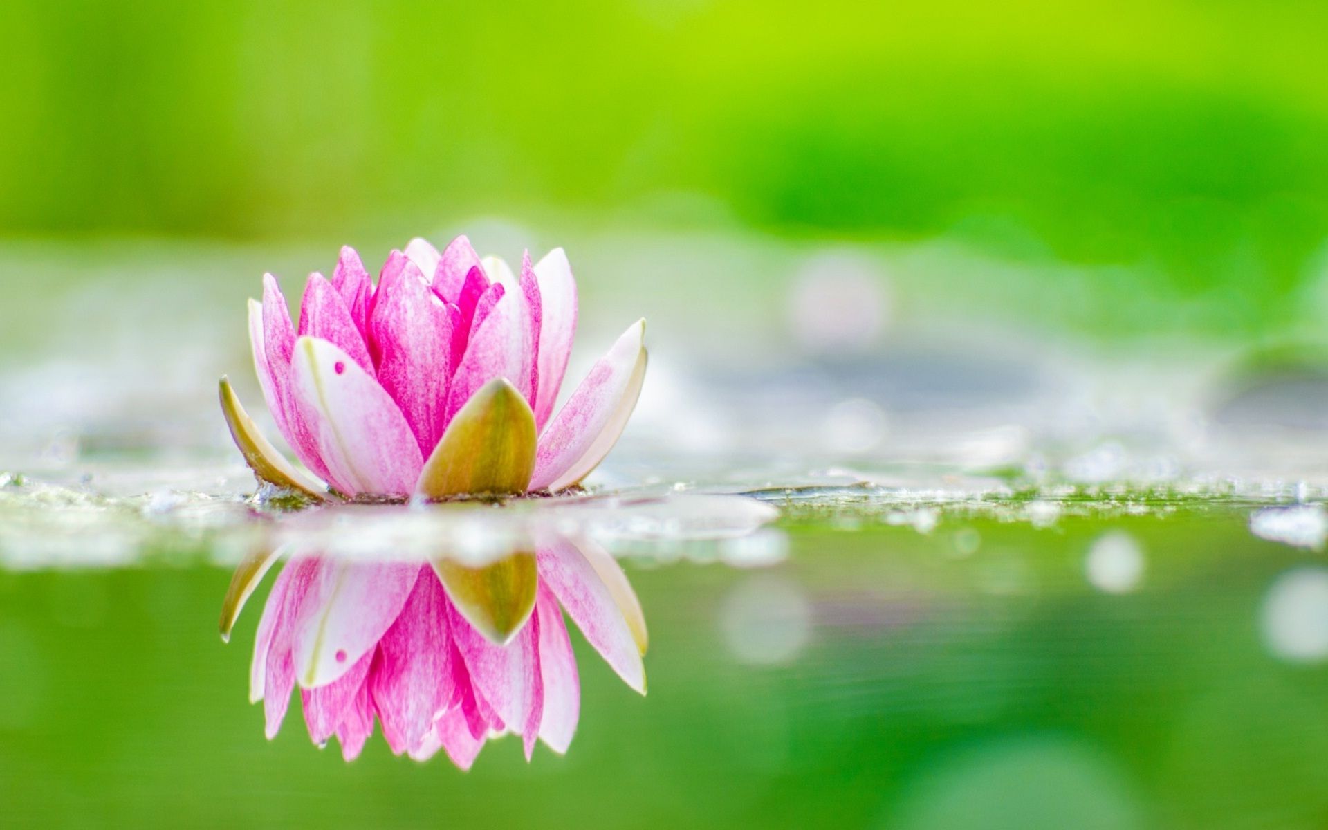 Pink Lotus Flowers With Beautiful Nature Wallpapers - Water Lily Wallpaper Hd , HD Wallpaper & Backgrounds