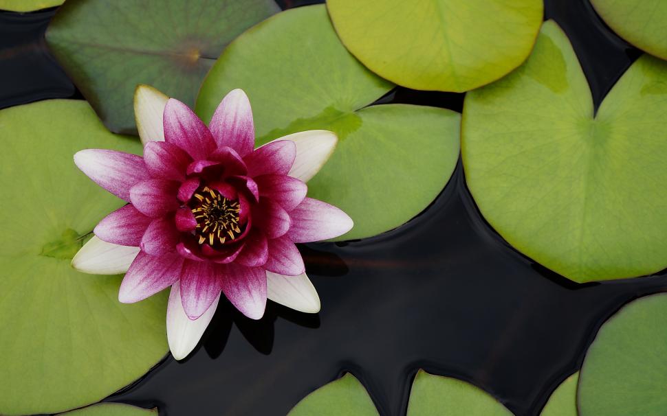 Beautiful Water Lotus Flower Wallpaper - Beautiful Water Lotus Flower , HD Wallpaper & Backgrounds