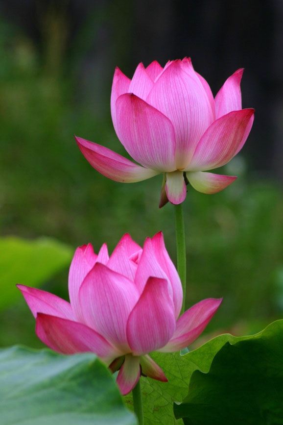 Cool Lotus Background Wallpapers High Definition For - Beautiful Lotus Flower , HD Wallpaper & Backgrounds