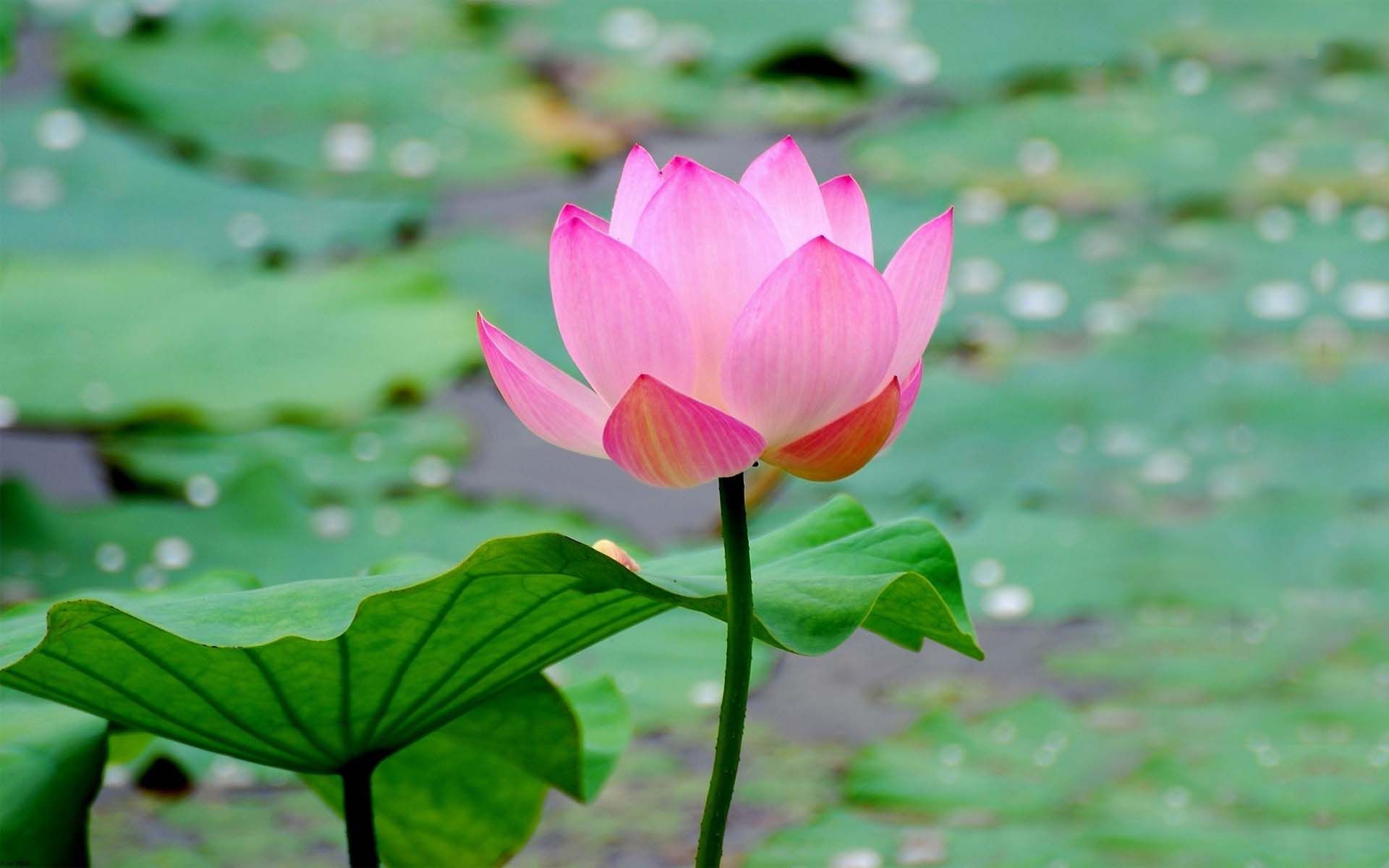 Beautiful Lotus - Lotus Flower With Leaf , HD Wallpaper & Backgrounds