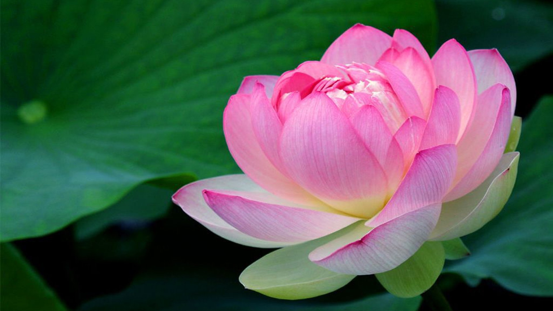 Lotus Flower , HD Wallpaper & Backgrounds