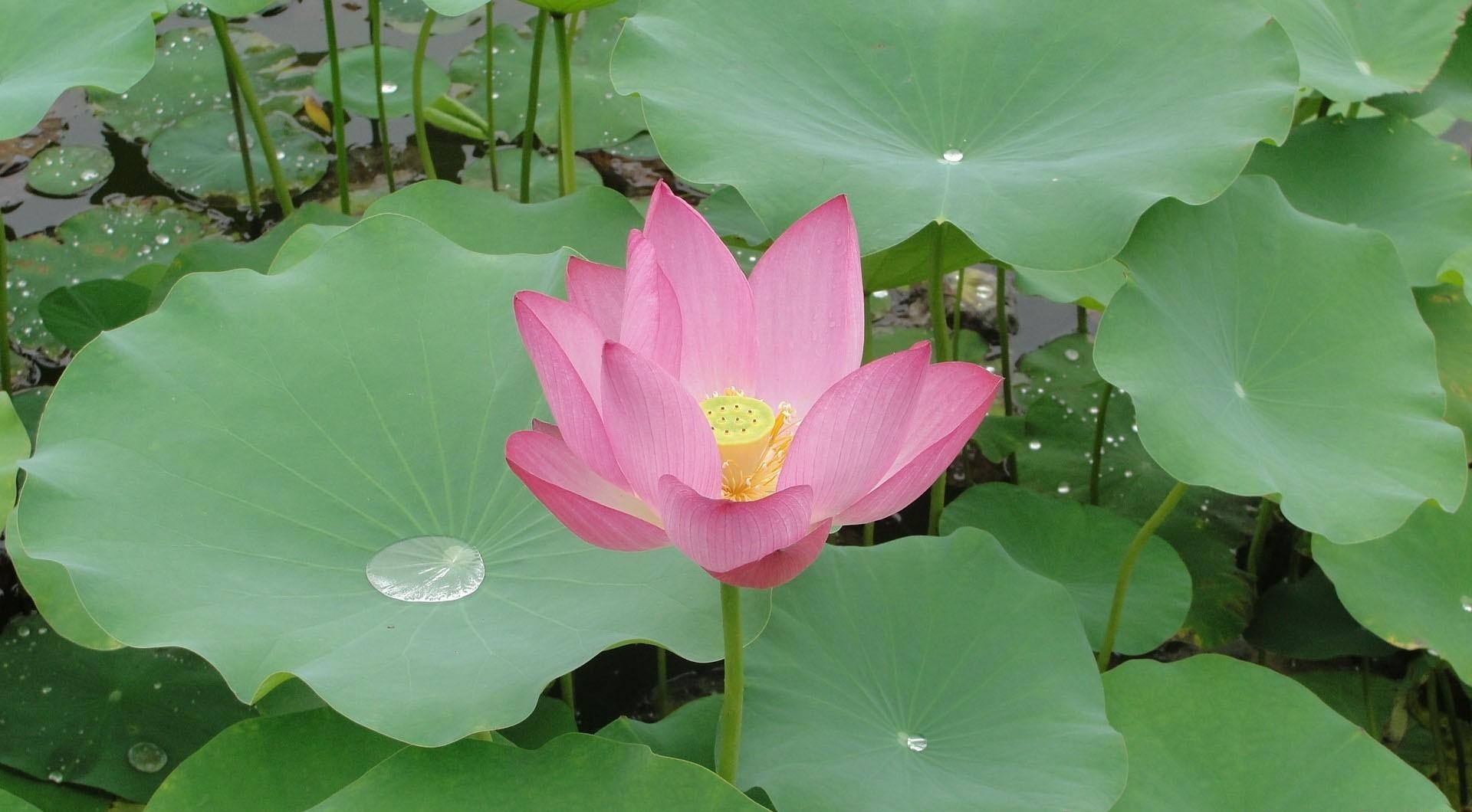 Water Drop On Lotus Leaf , HD Wallpaper & Backgrounds